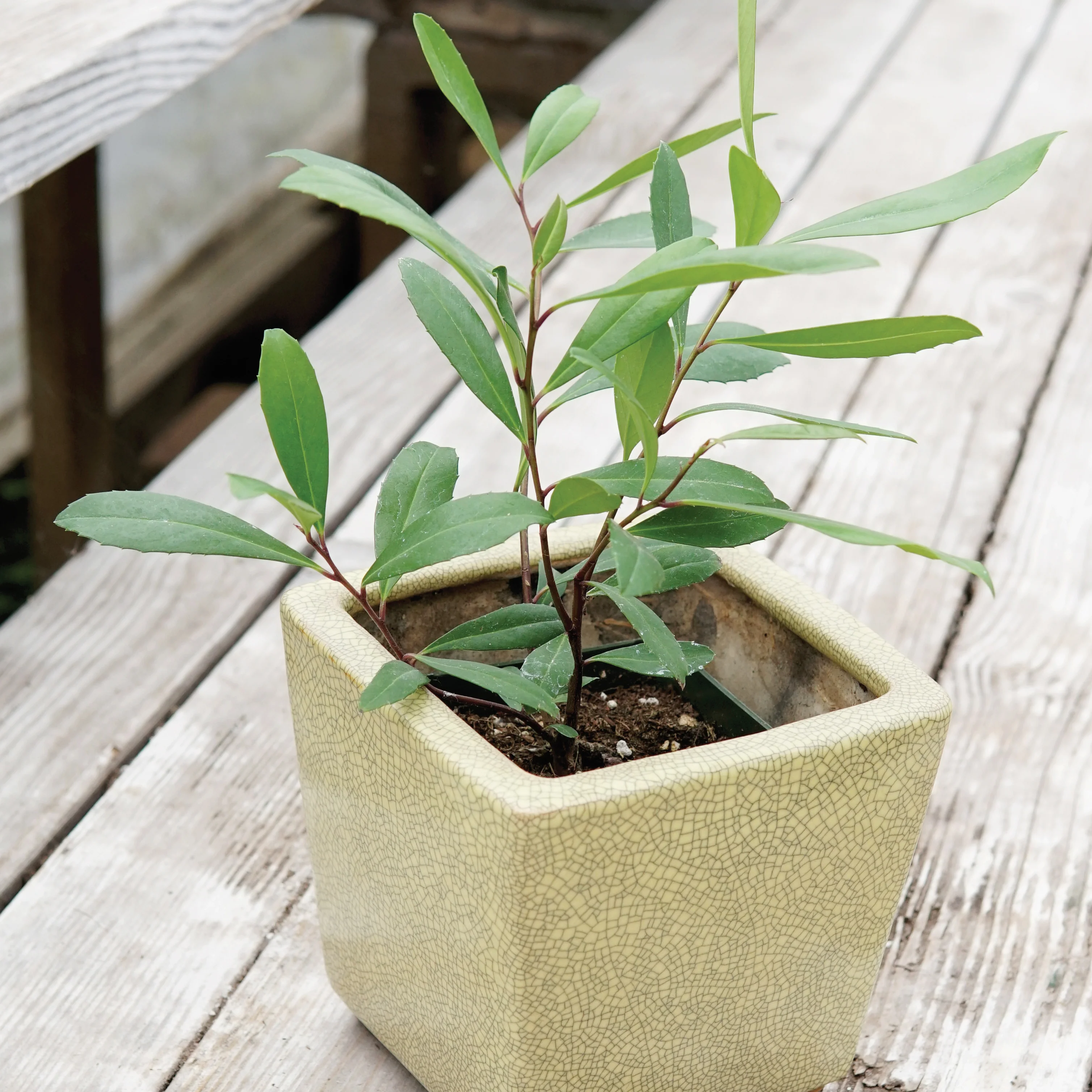 Yerba Maté Plant