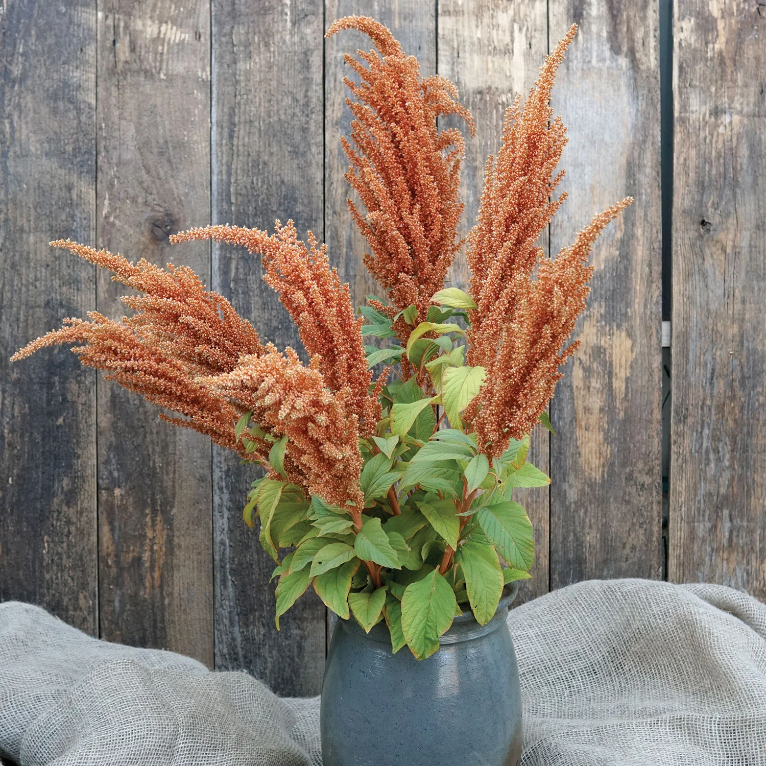 Hot Biscuits Amaranth