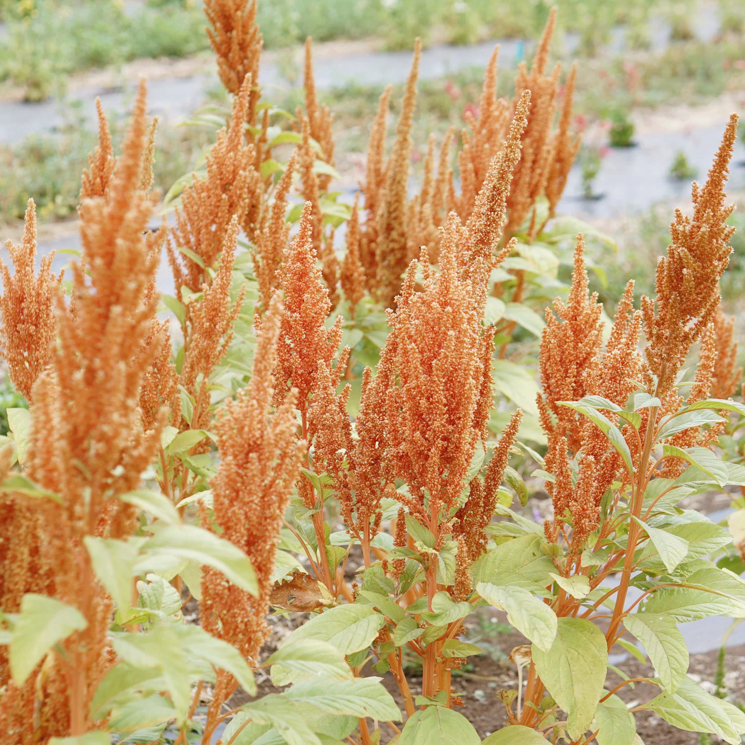 Hot Biscuits Amaranth - Image 2