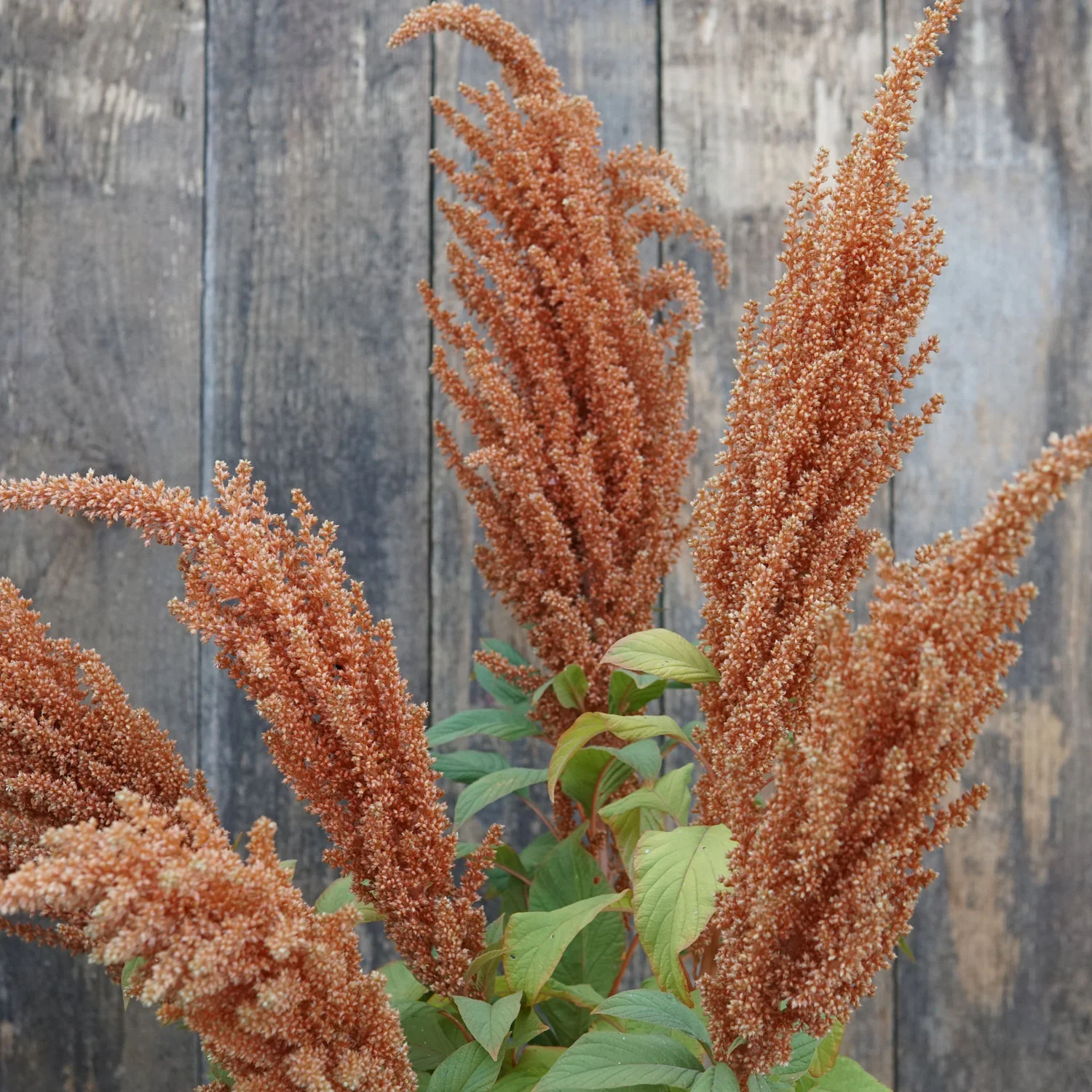 Hot Biscuits Amaranth - Image 3