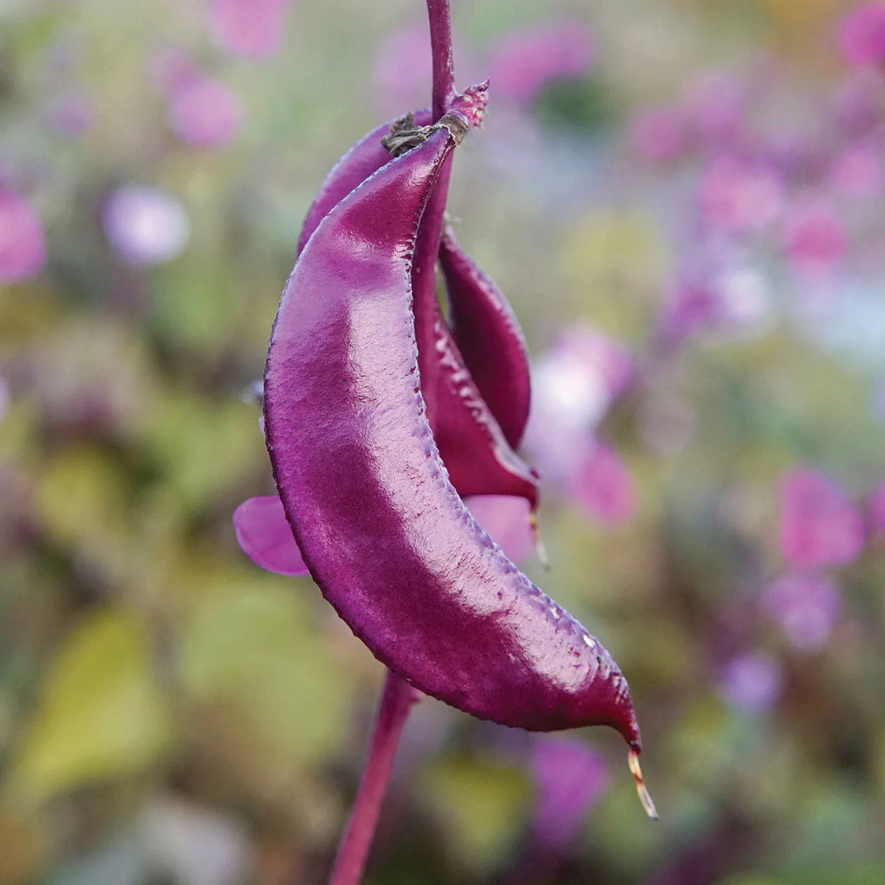 Hyacinth Bean Purple