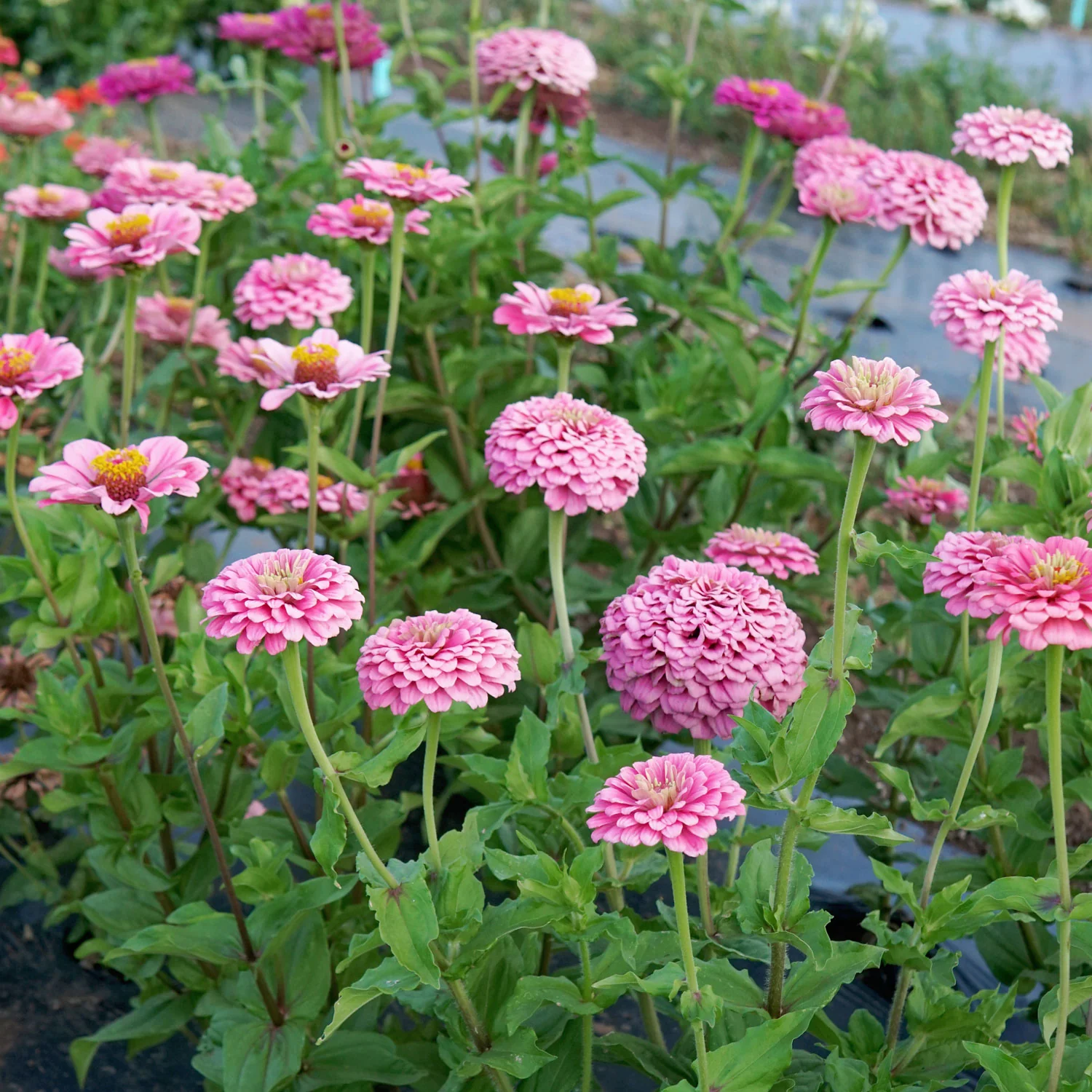 Illumination Zinnia - Image 2