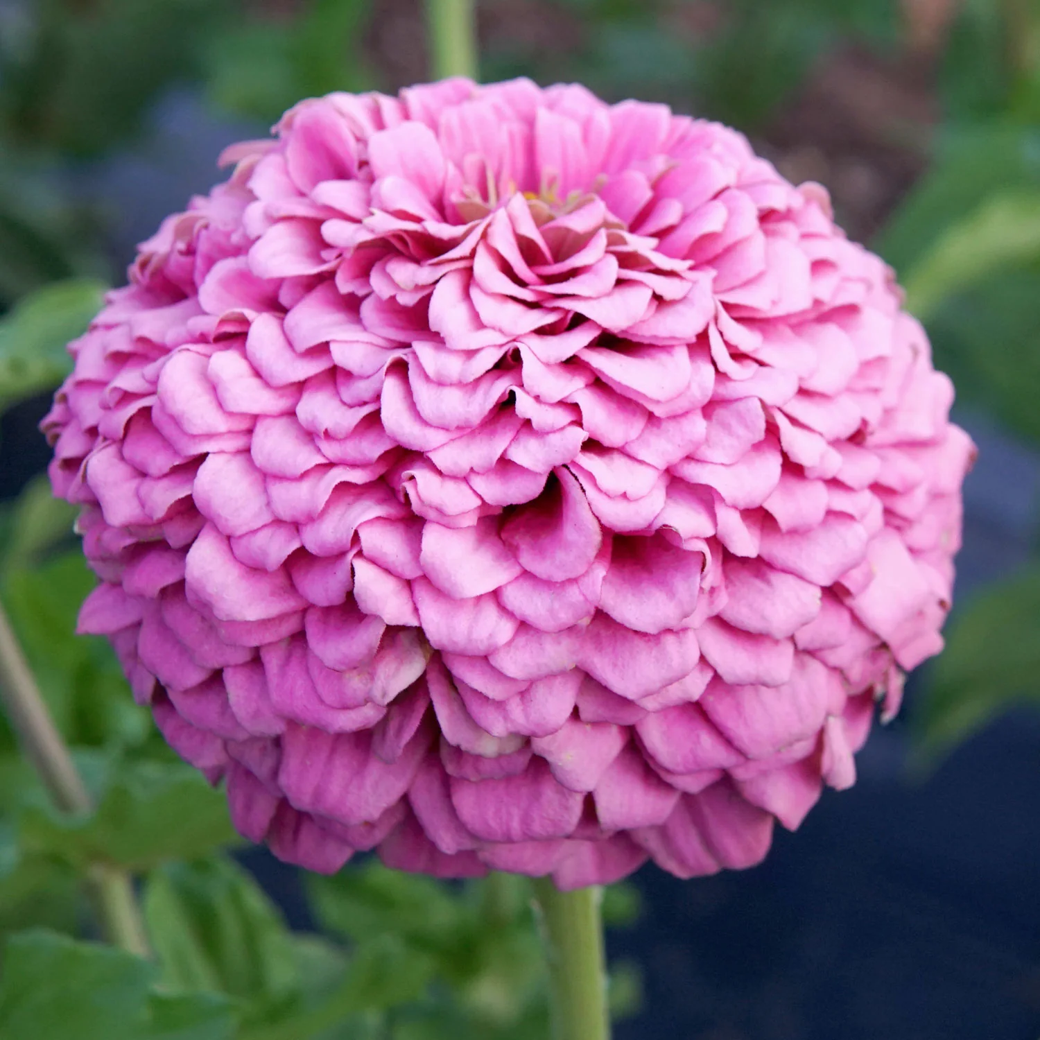 Illumination Zinnia - Image 3