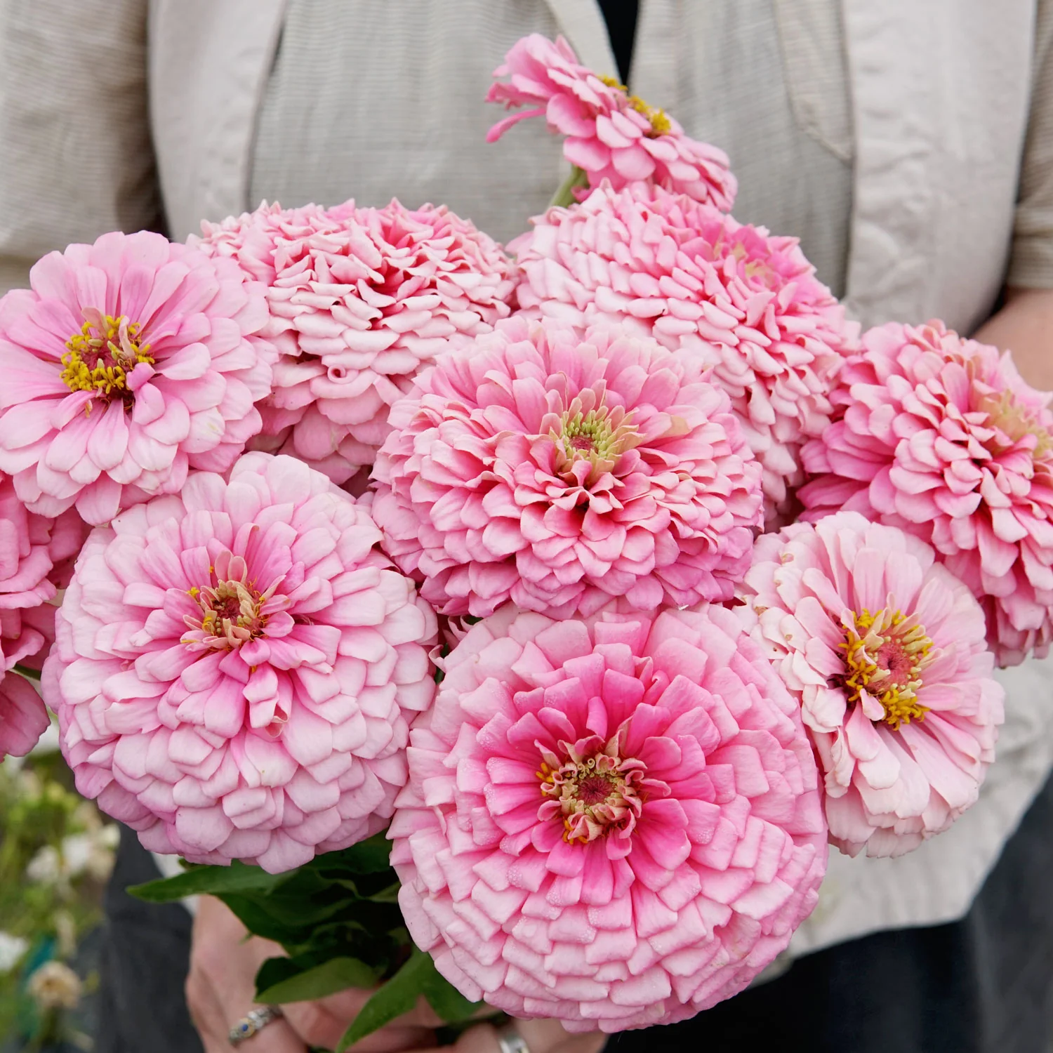 Illumination Zinnia - Image 4