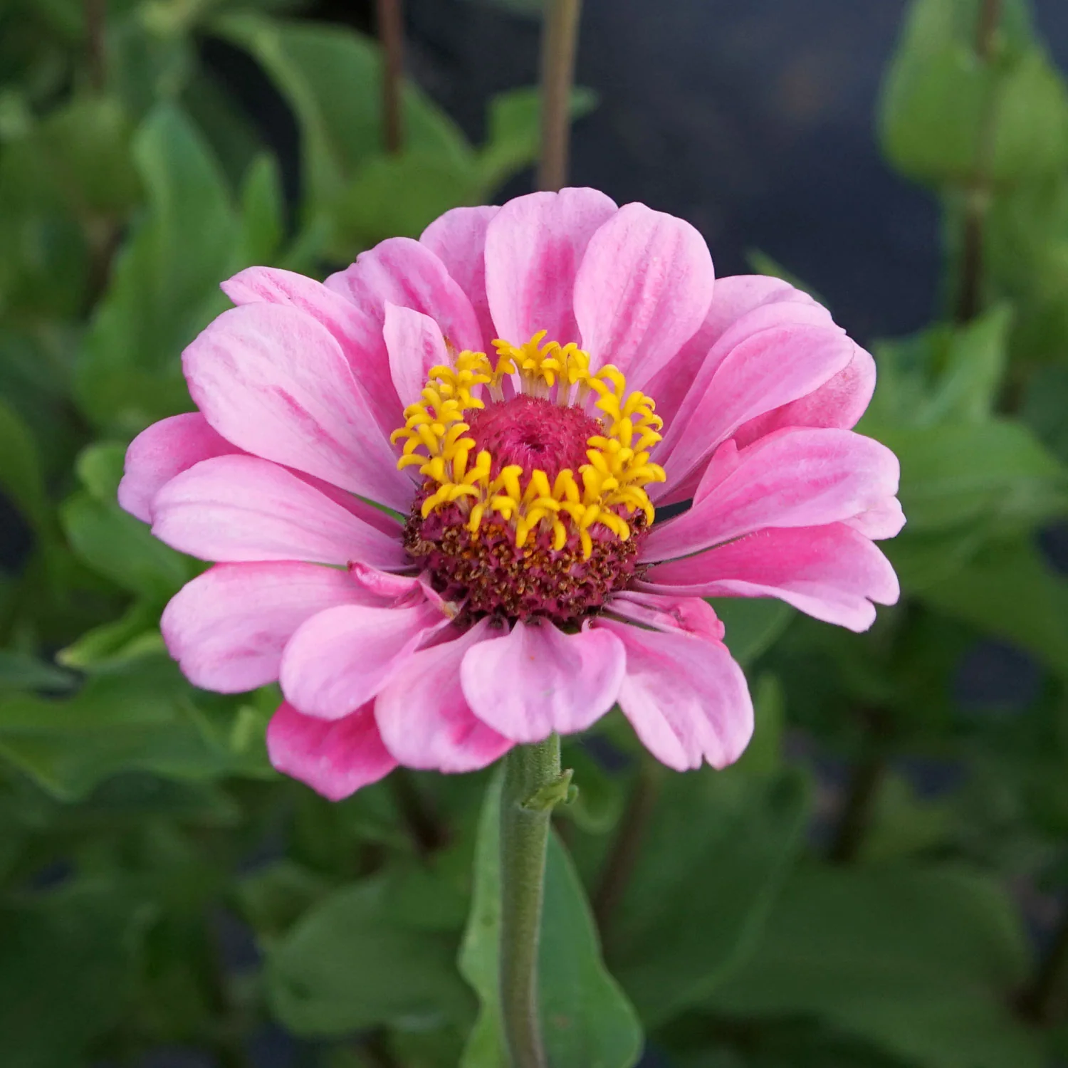 Illumination Zinnia - Image 5