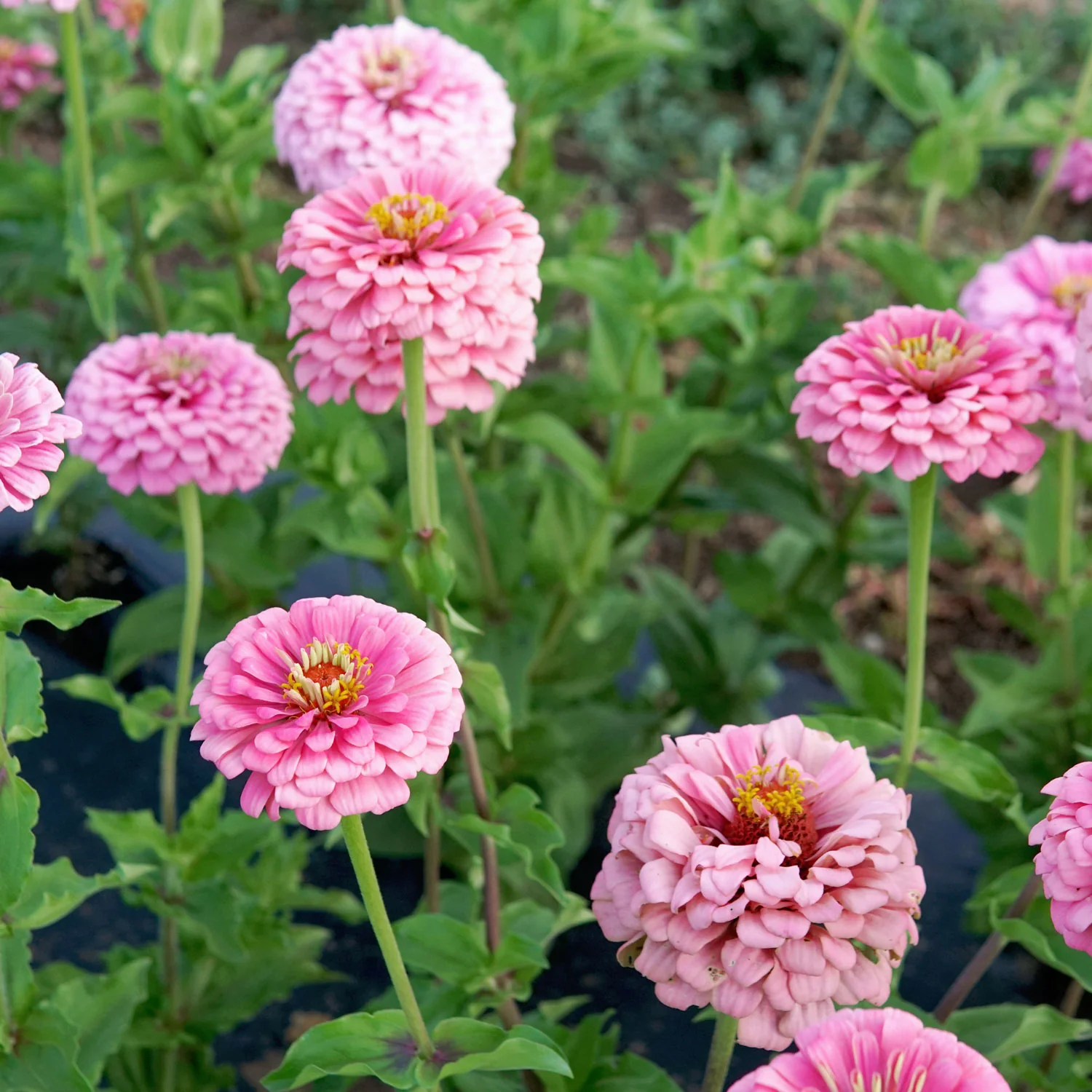 Illumination Zinnia - Image 6