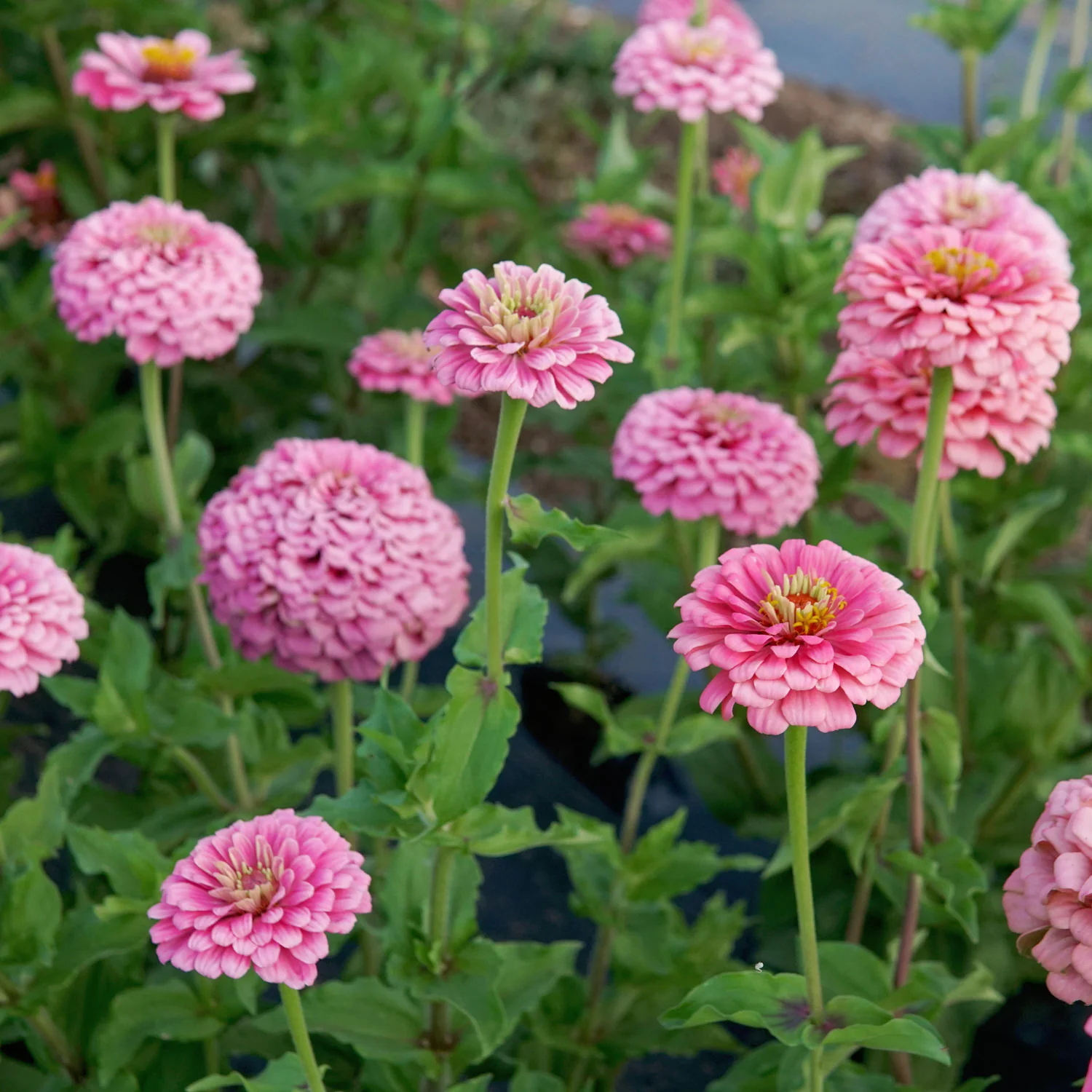 Illumination Zinnia - Image 9