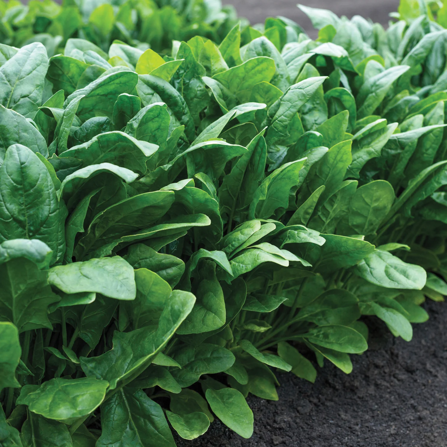 Imperial Valley Spinach - Image 3