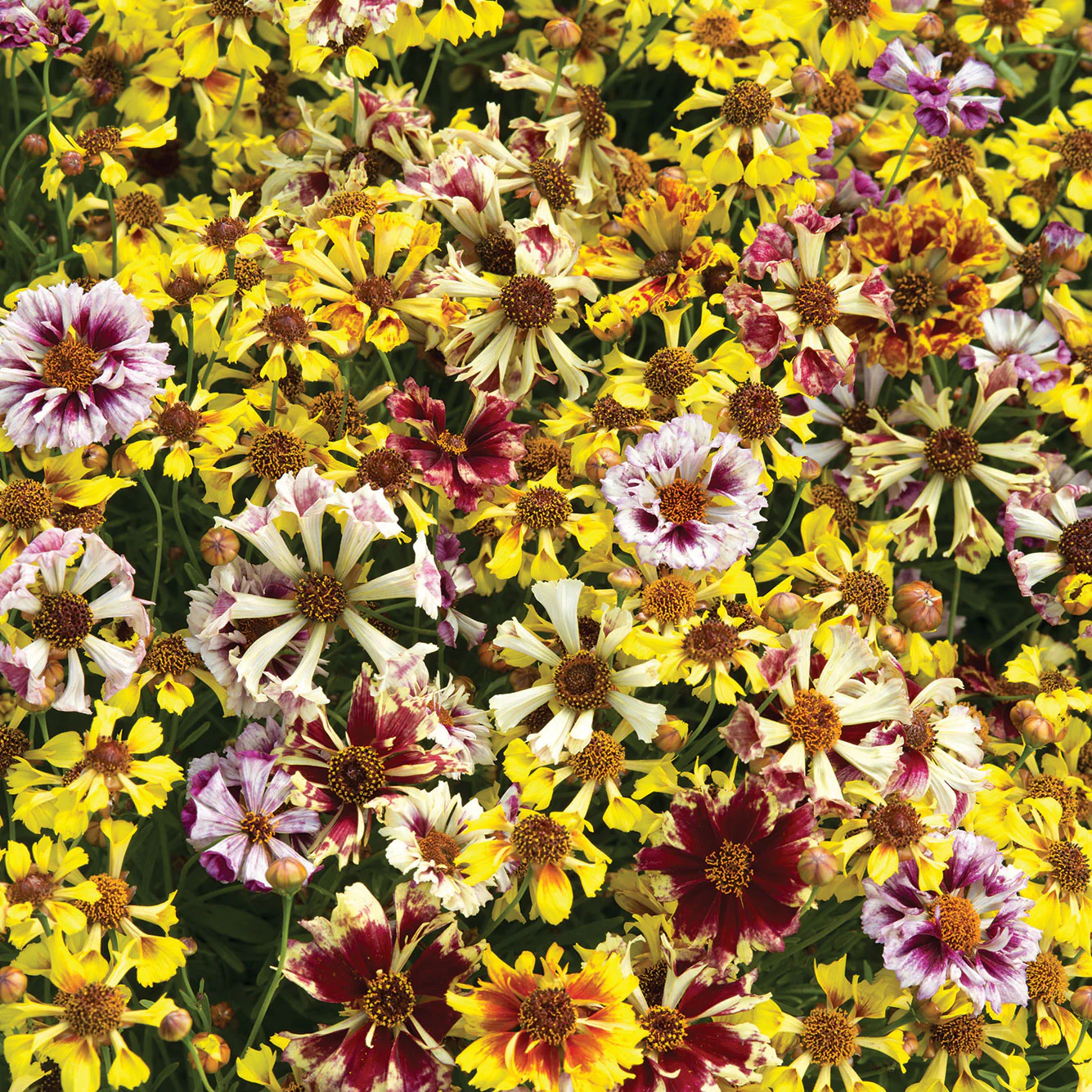 Incredible! Sea Shells Fieldgrown Mix Coreopsis
