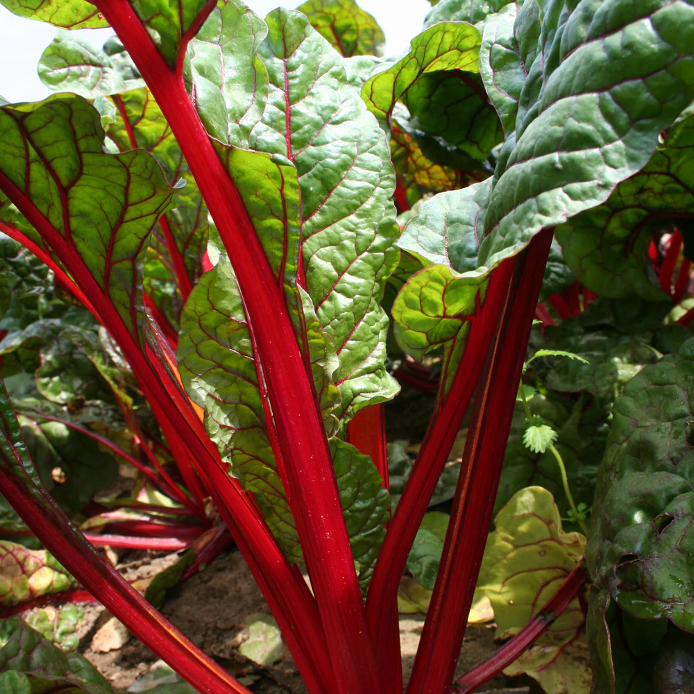 Intense Swiss Chard