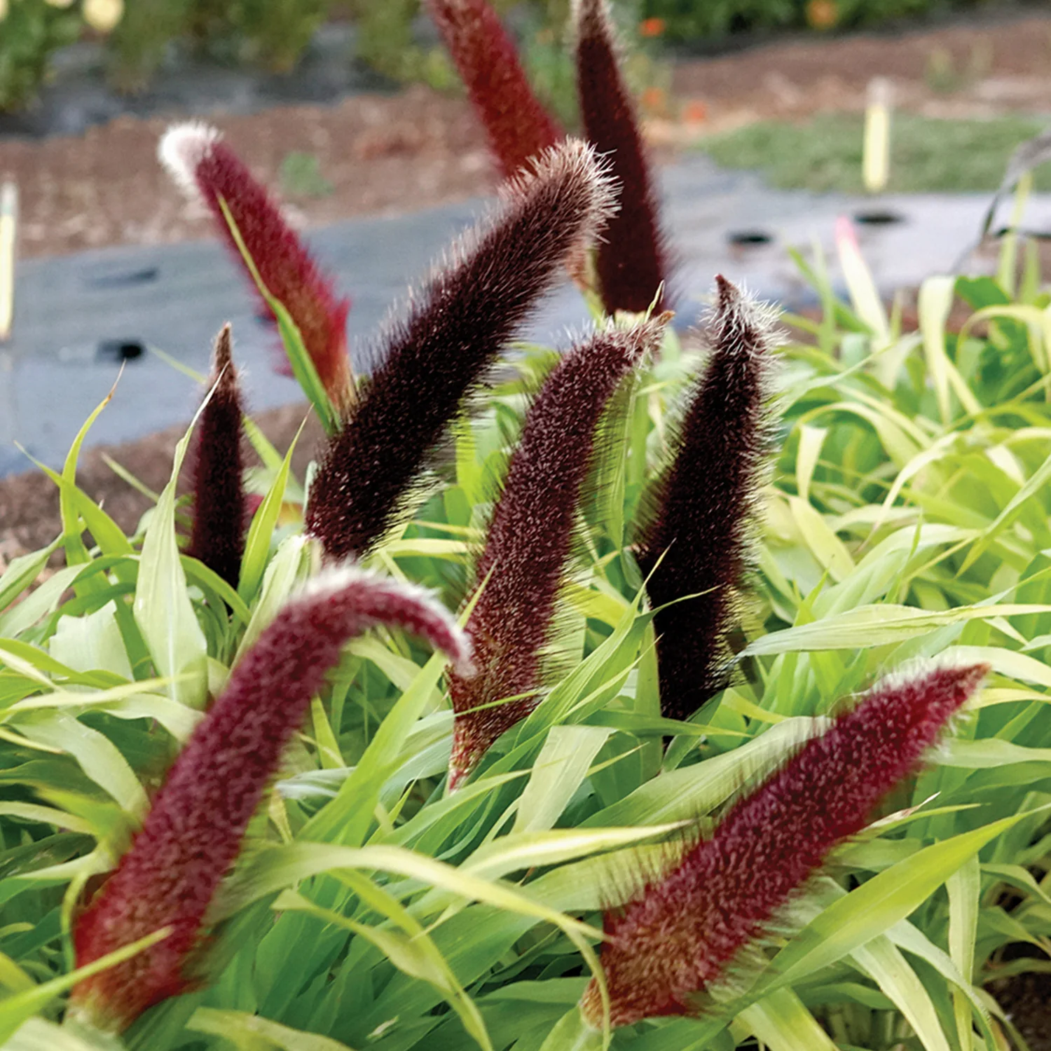 Jade Princess Millet