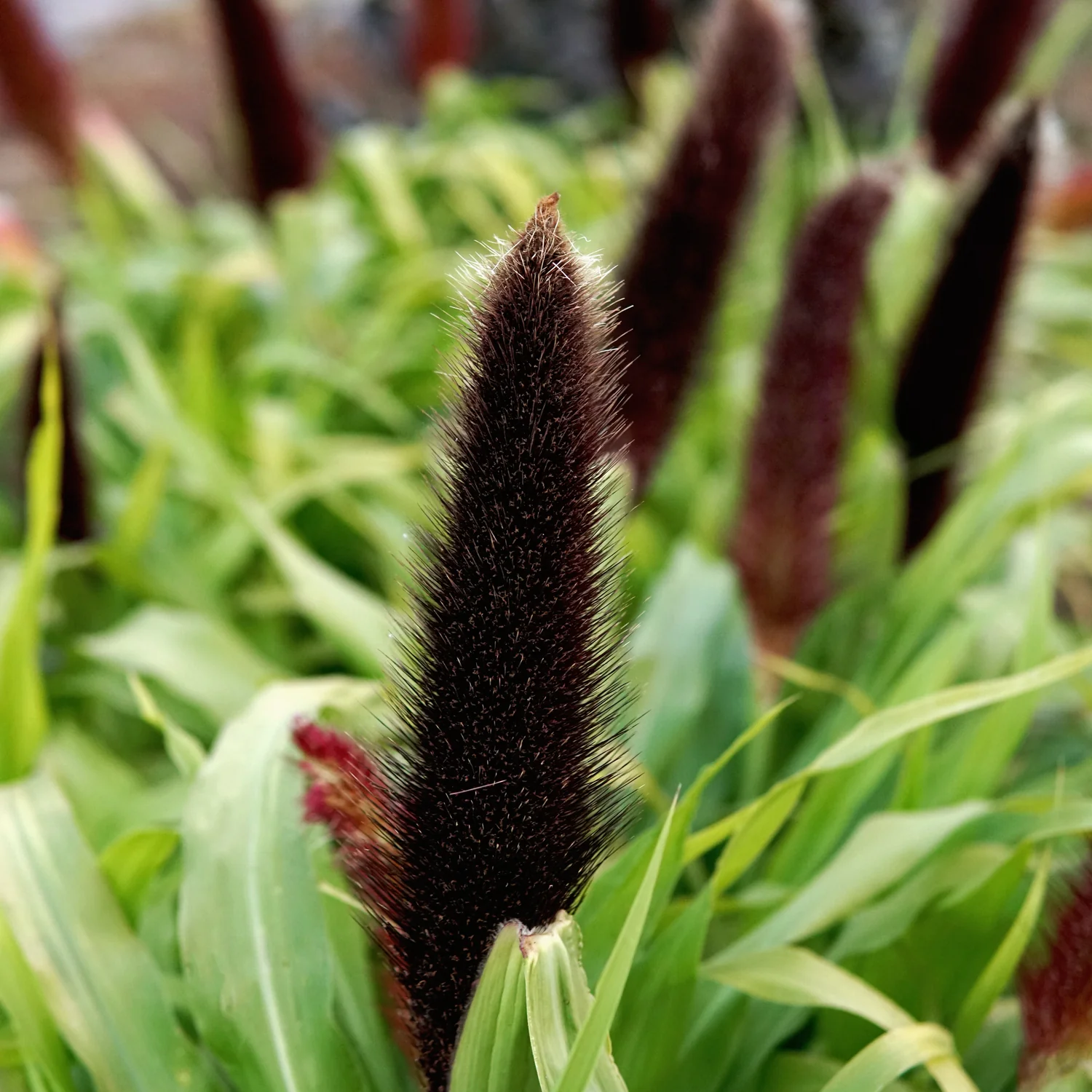 Jade Princess Millet - Image 2