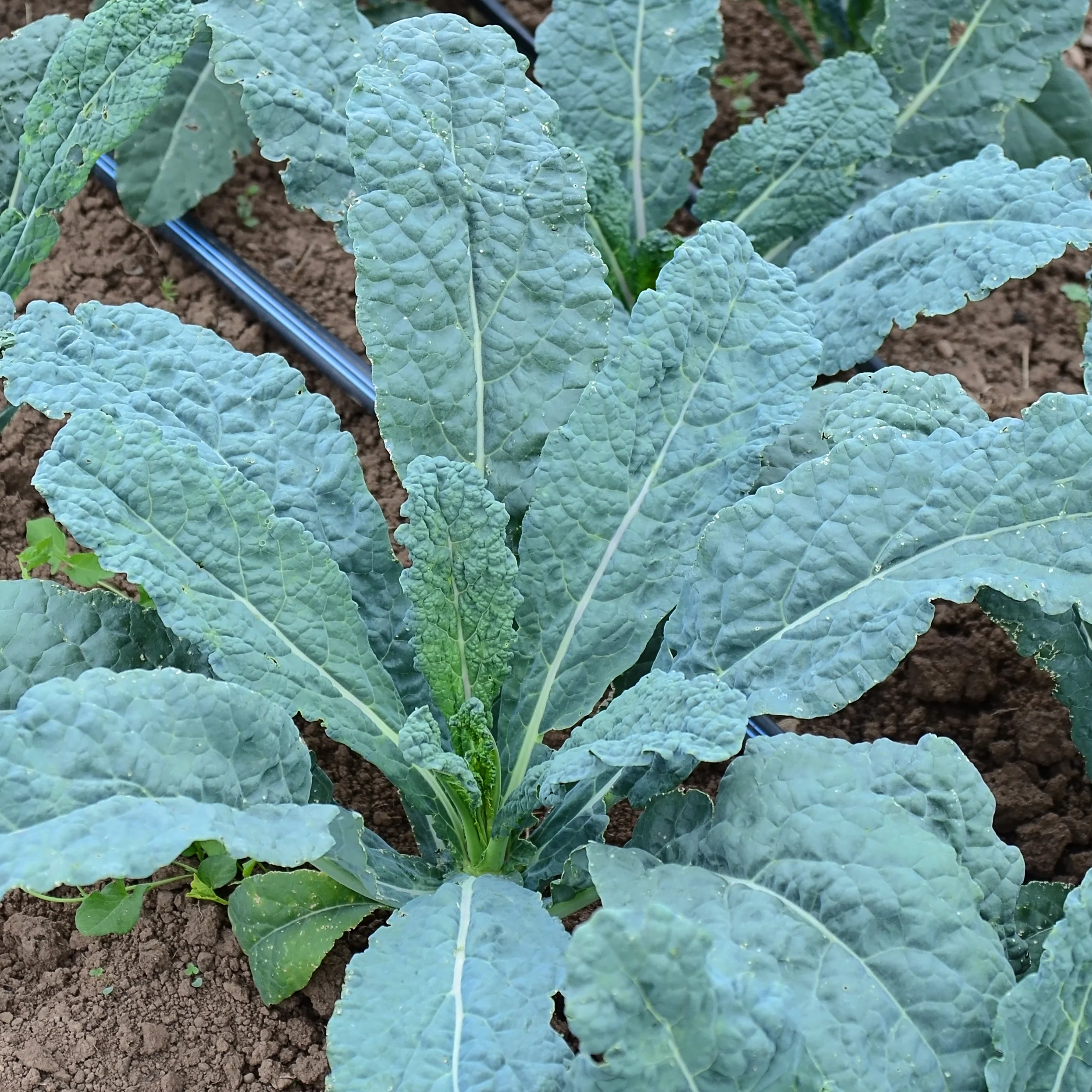 Black Magic Kale - Image 2