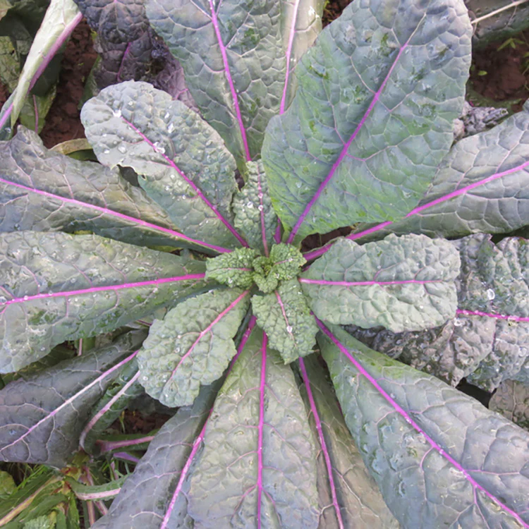 Dazzling Blue Kale - Image 3