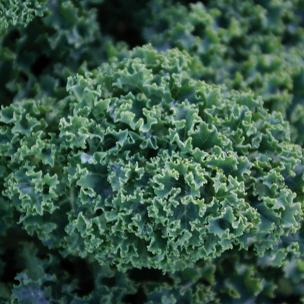 Dwarf Green Curled Kale - Image 2