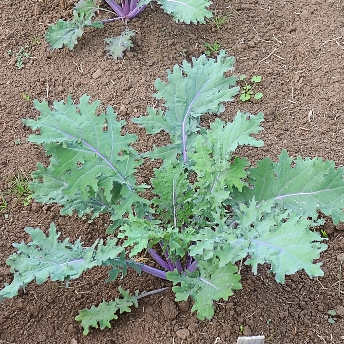 Red Russian Kale - Image 2