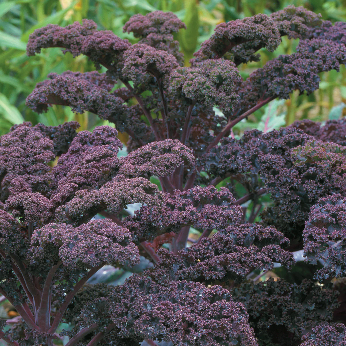 Scarlet Kale - Image 2