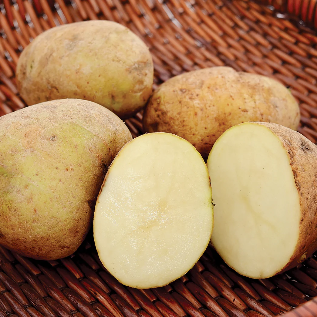 Kennebec Potato - Image 2
