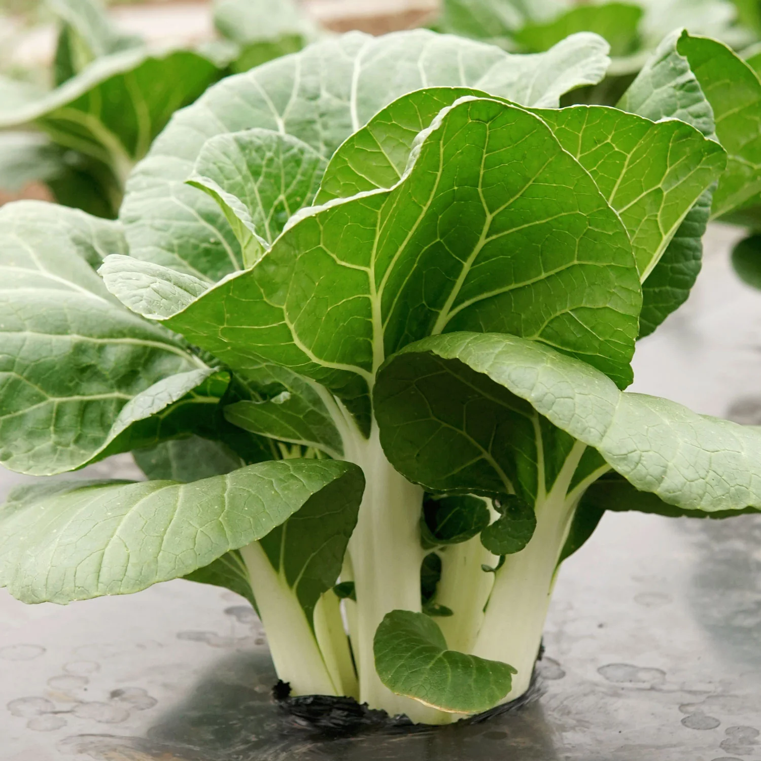 King Choi Pak Choi - Image 3