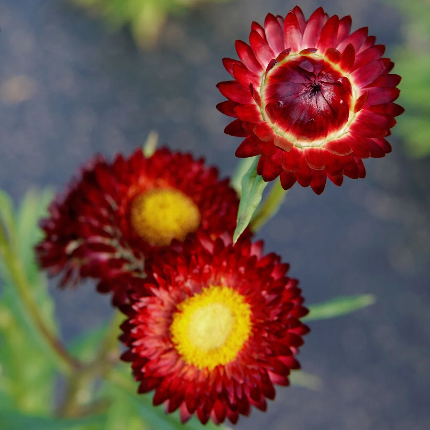 King Size Red Strawflower - Image 2