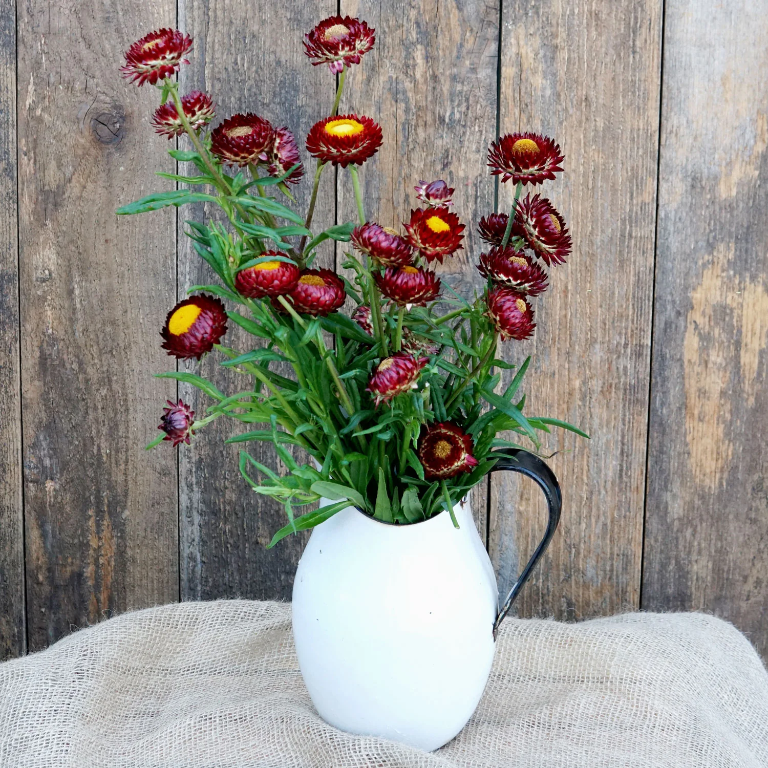 King Size Red Strawflower - Image 3