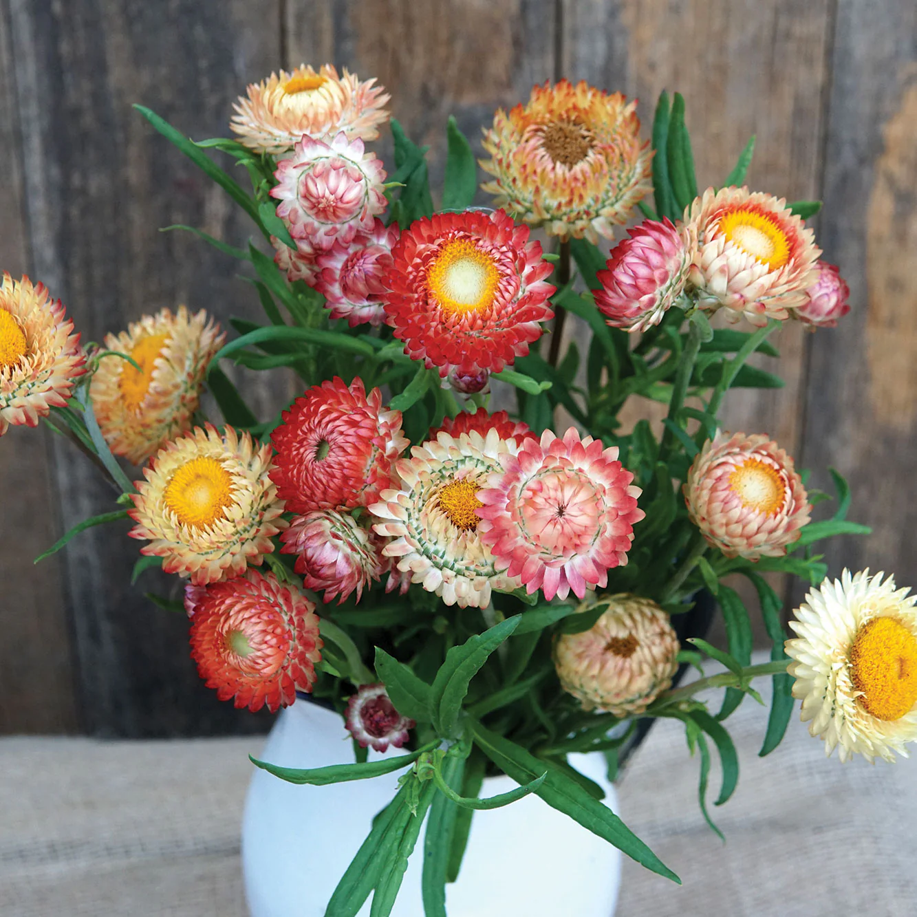 King Size Salmon Strawflower