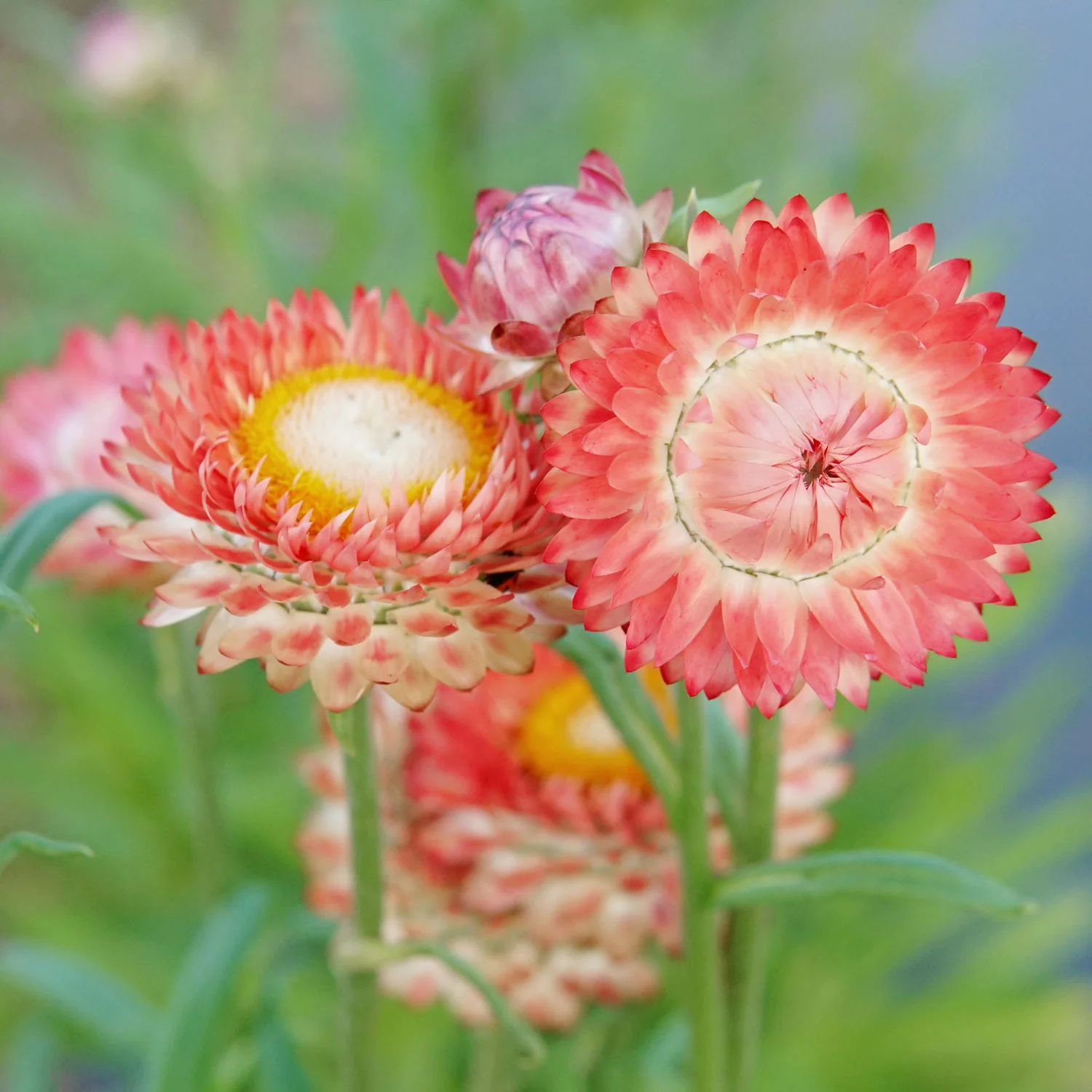 King Size Salmon Strawflower - Image 2
