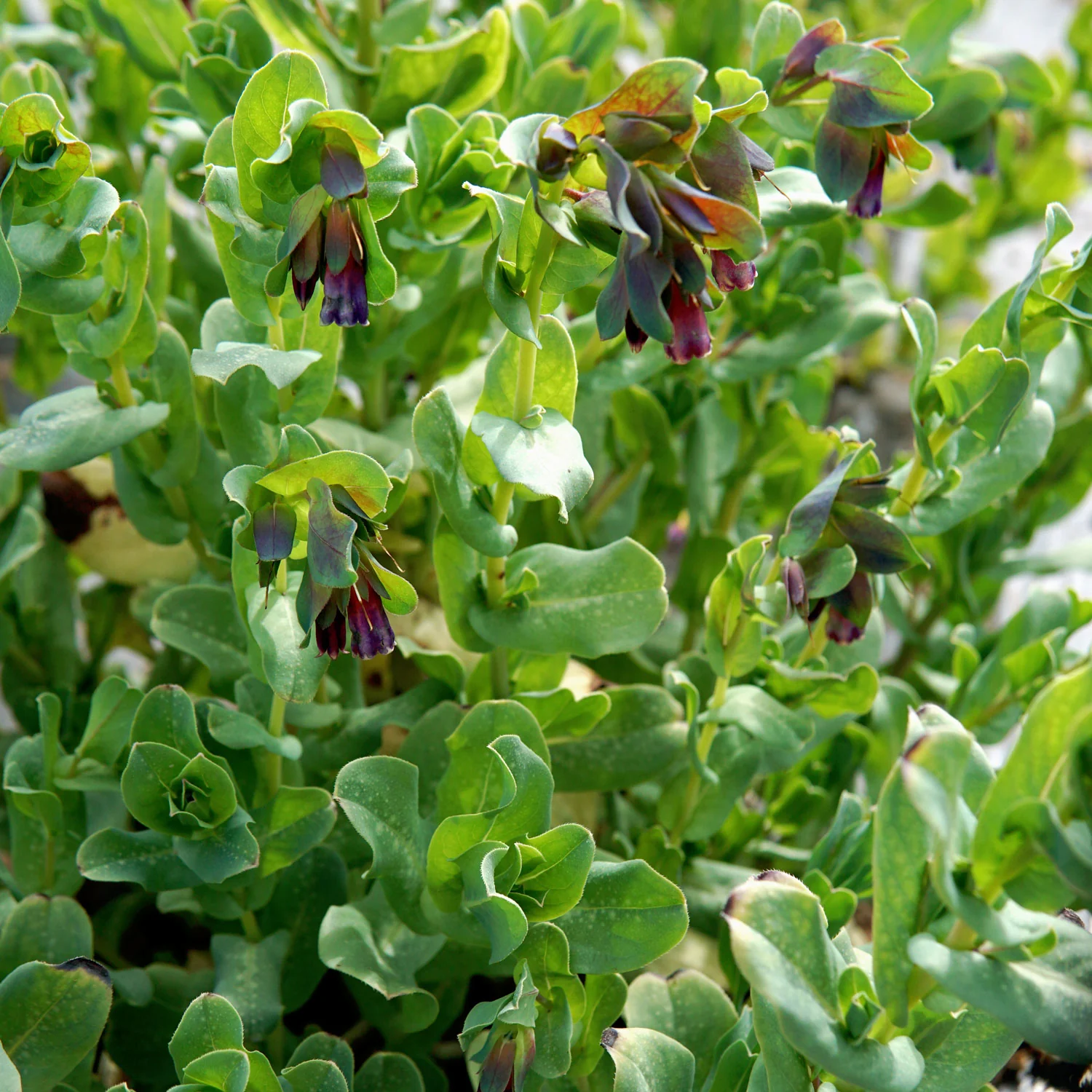 Kiwi Blue Cerinthe - Image 3