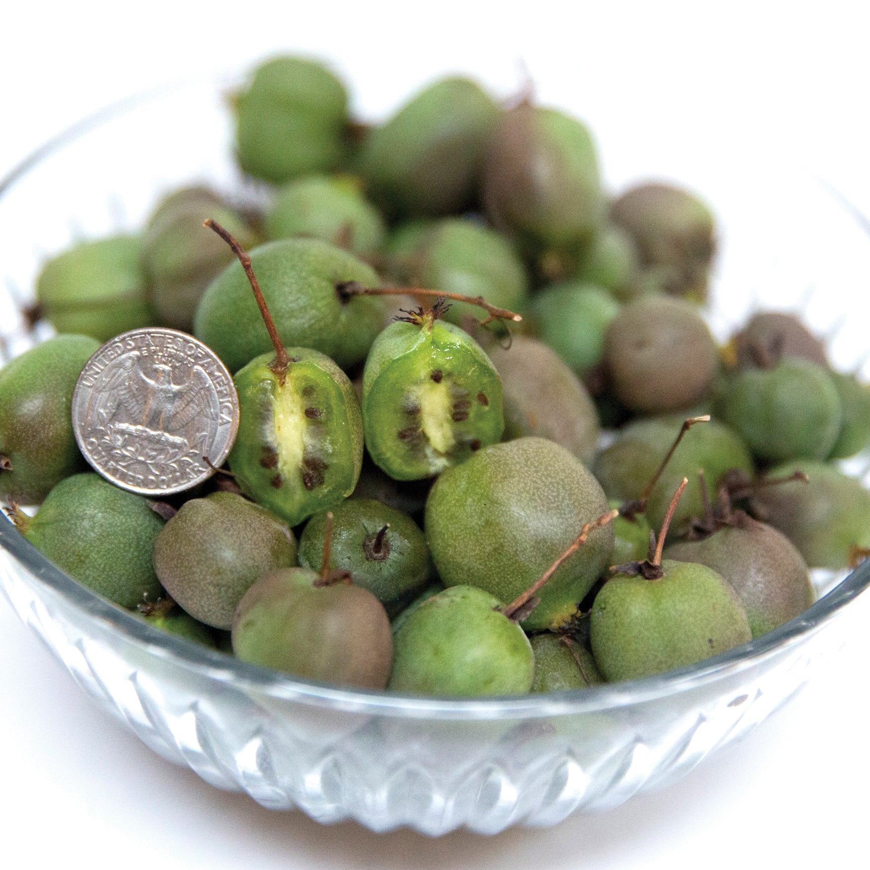 Prolific Kiwi Plant