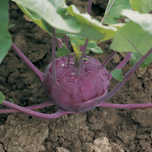 Kolibri Kohlrabi