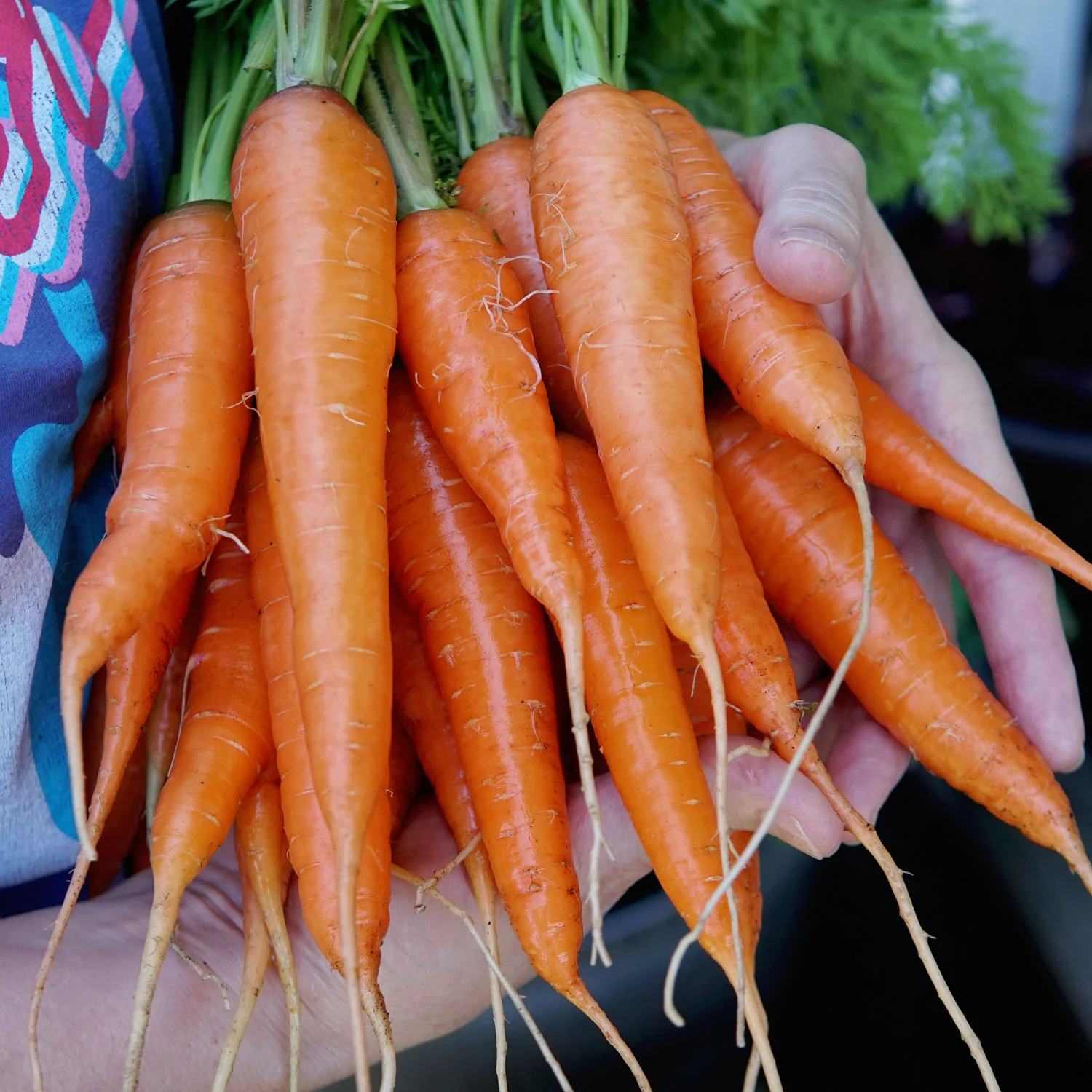 Kuroda Improved Carrot - Image 2
