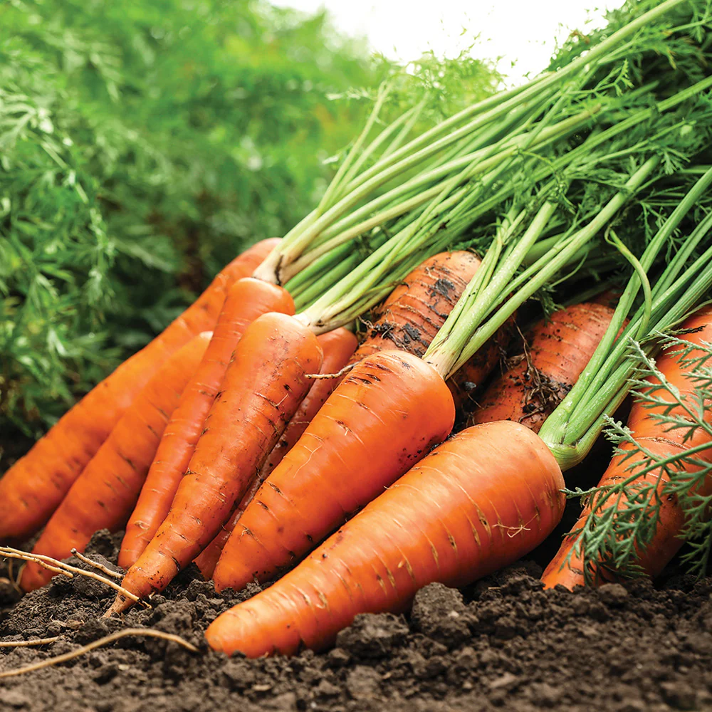 Kuroda Improved Carrot - Image 3