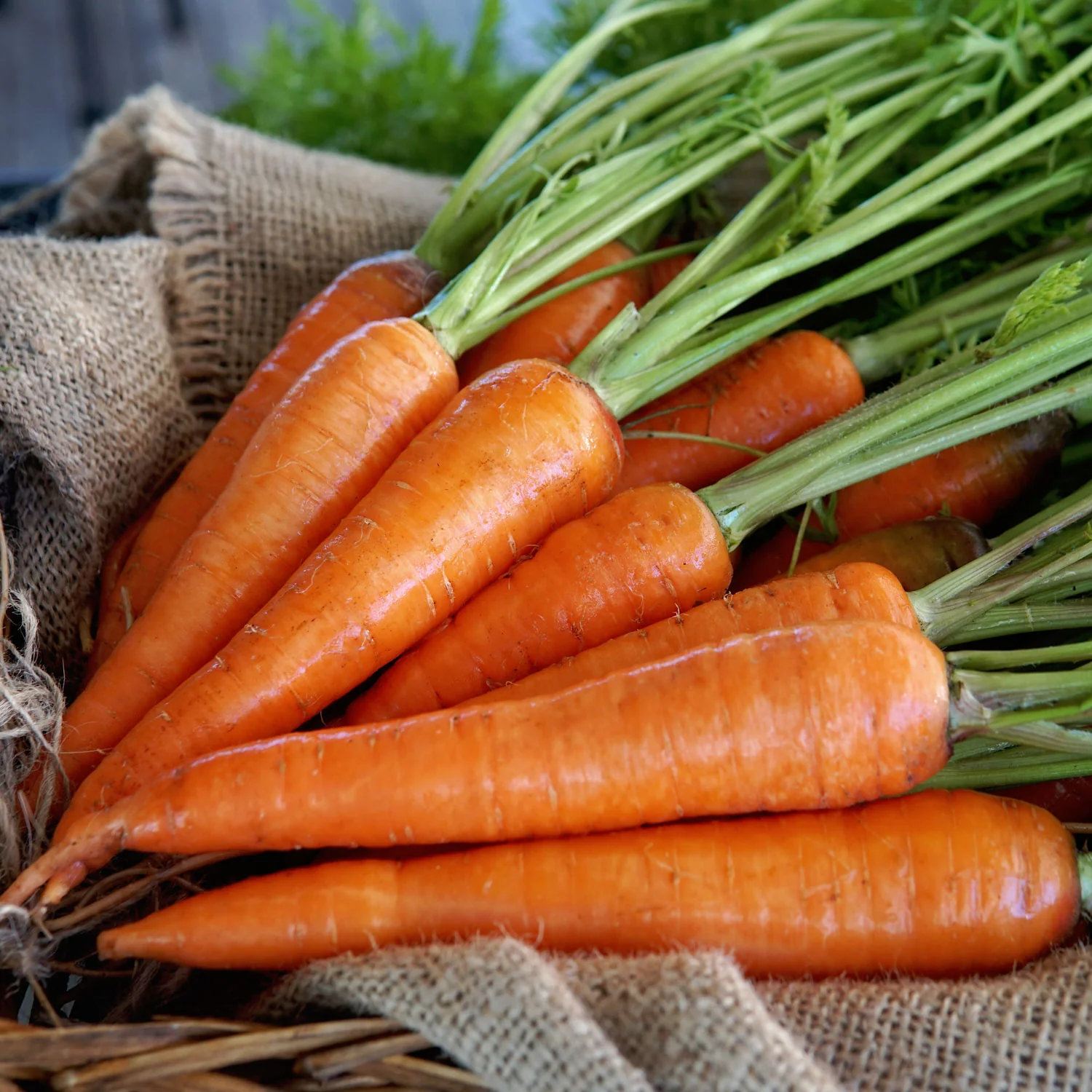 Kuroda Improved Carrot - Image 4