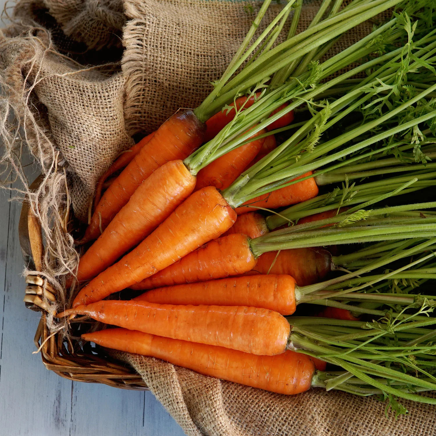 Kuroda Improved Carrot - Image 5