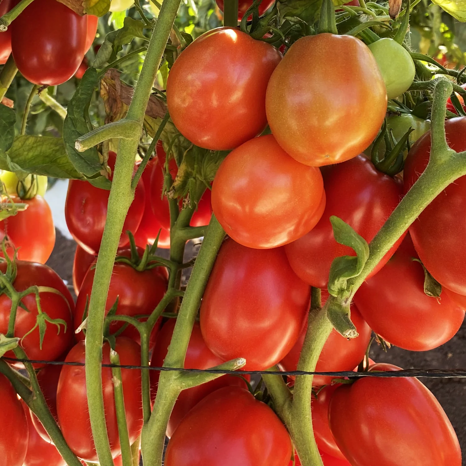 Kuzco Tomato - Image 3