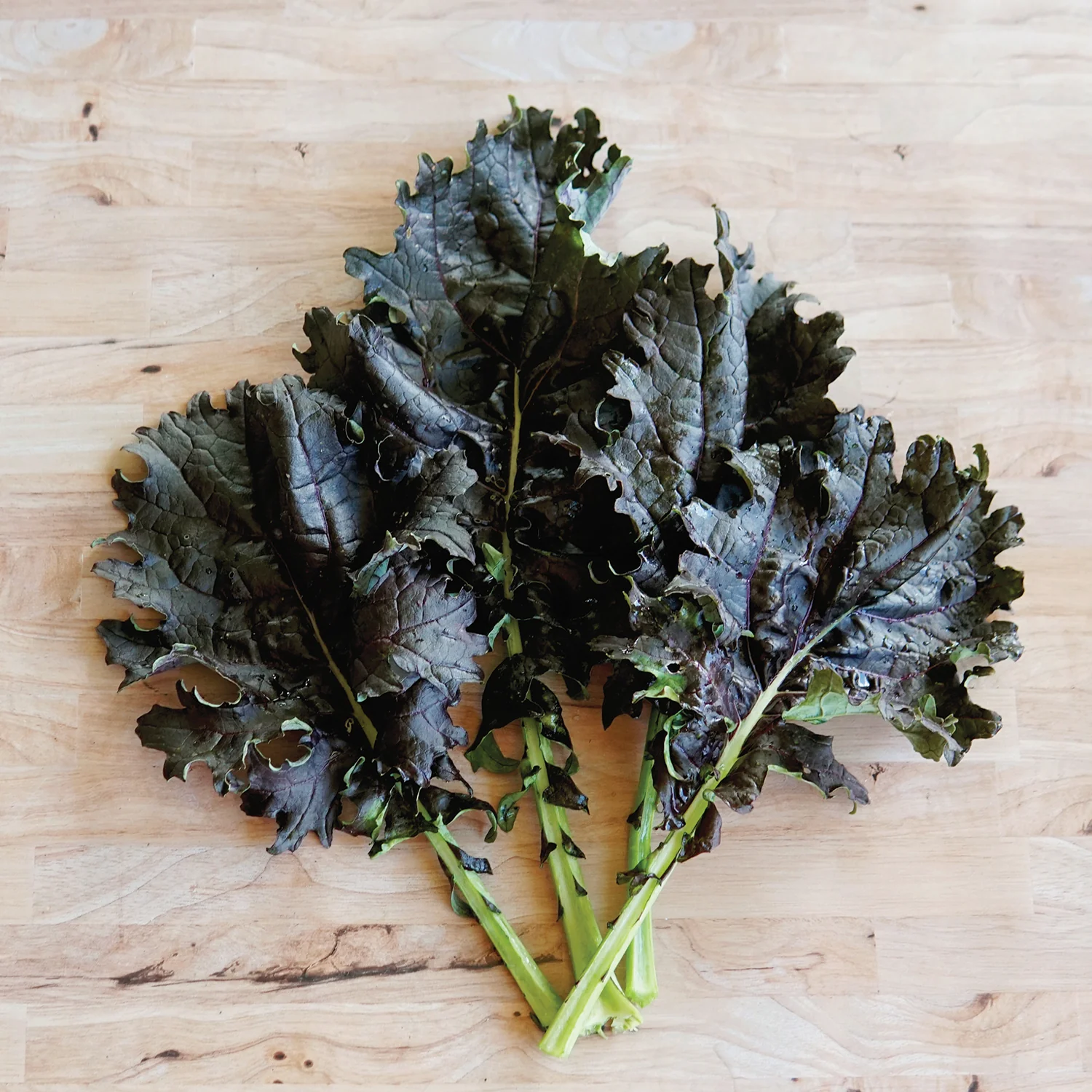 KX-1 Kale - Image 2