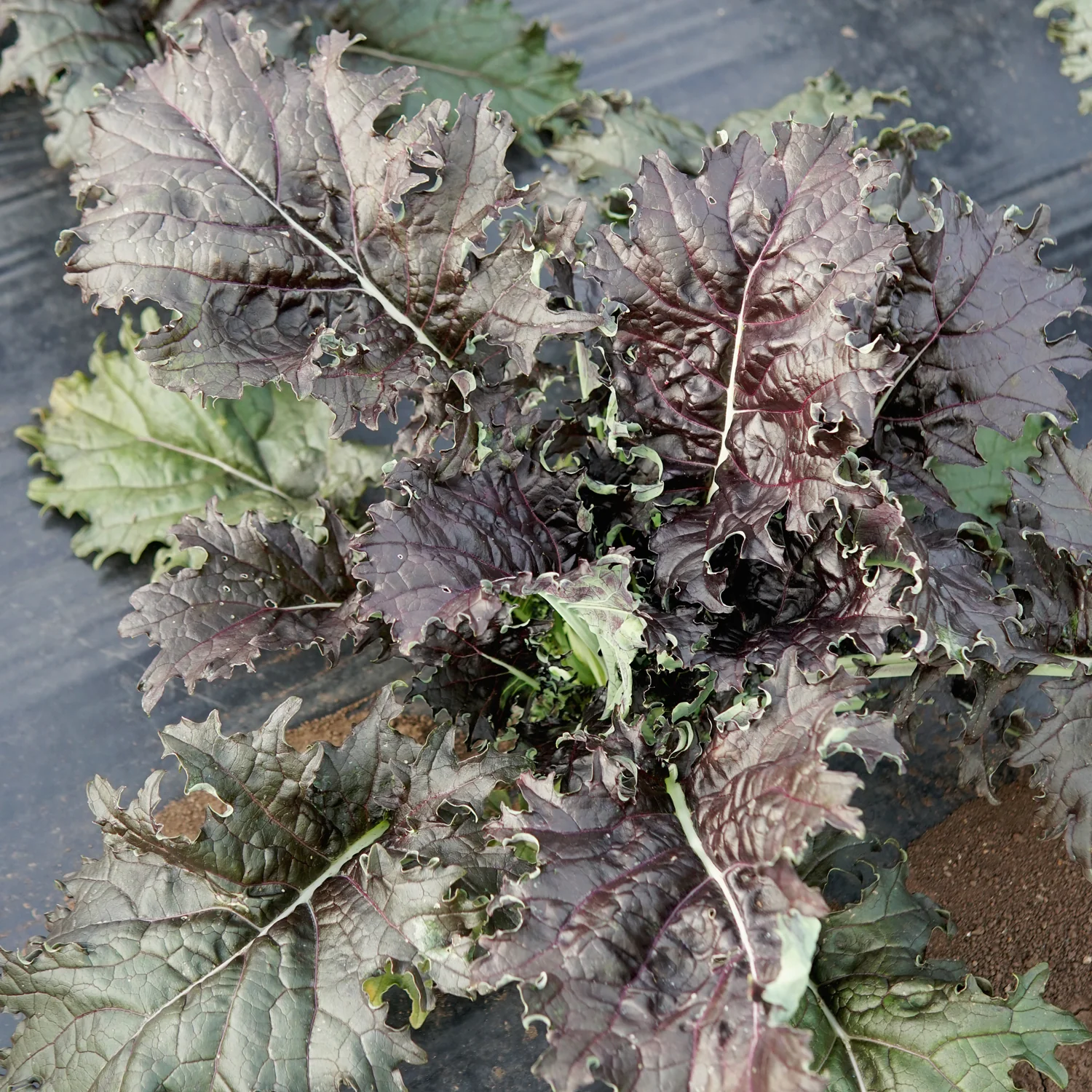 KX-1 Kale - Image 3