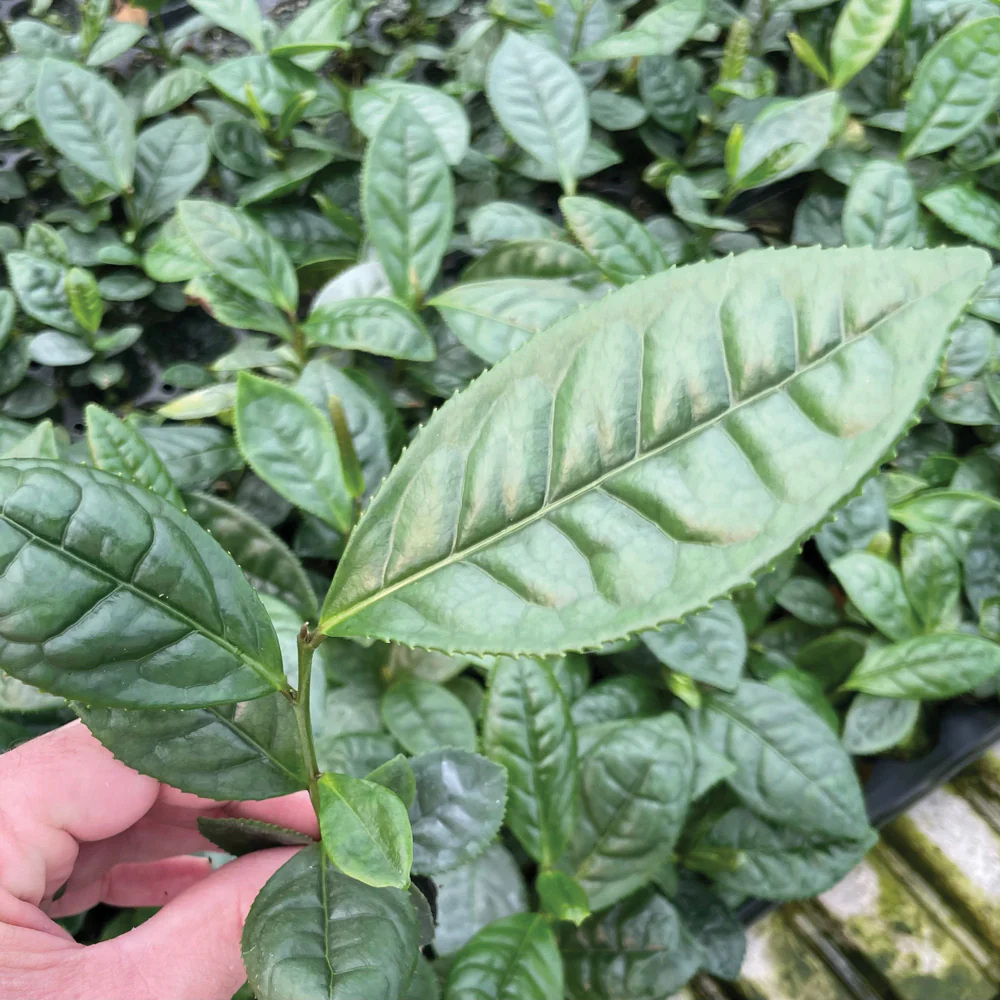 Large Leaf Tea Plant