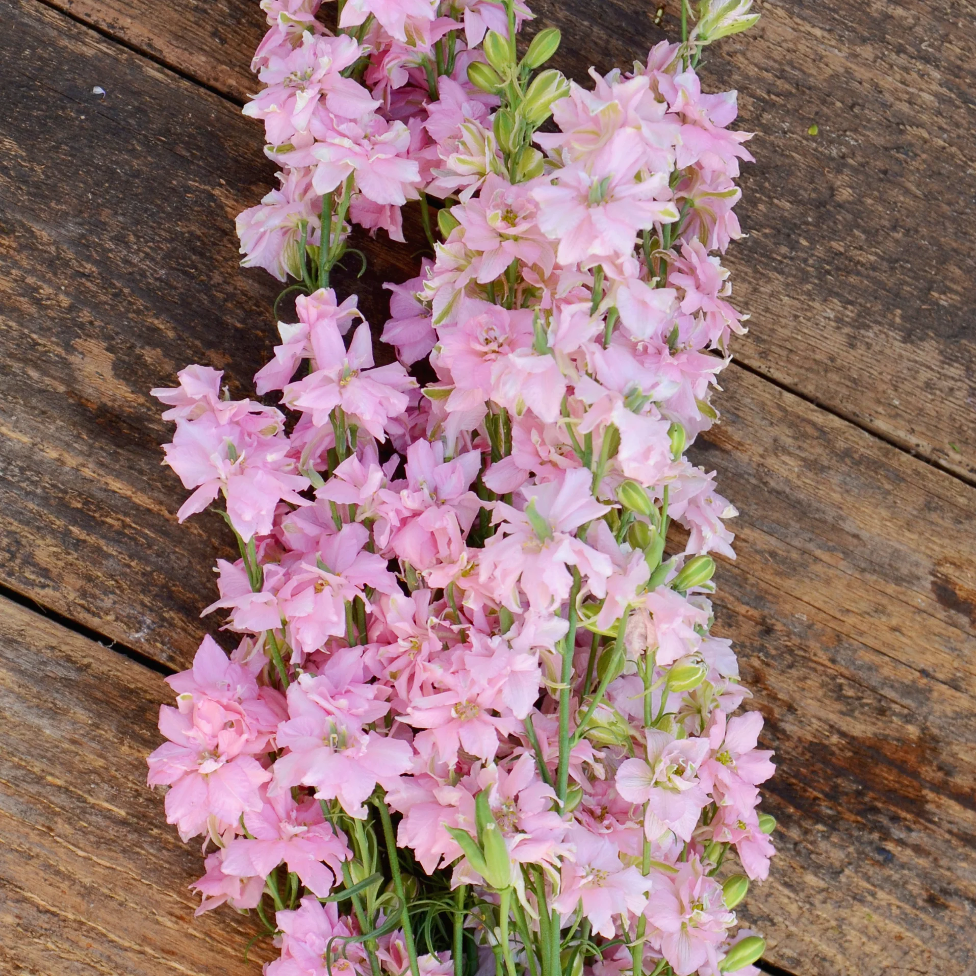 Galilee Pink Perfection Larkspur