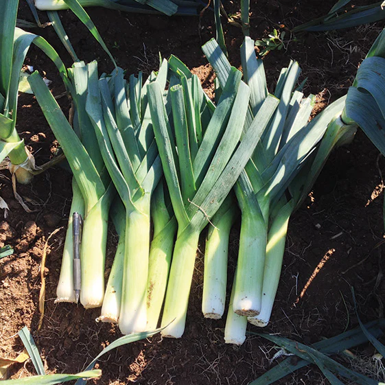 Chinook Leek