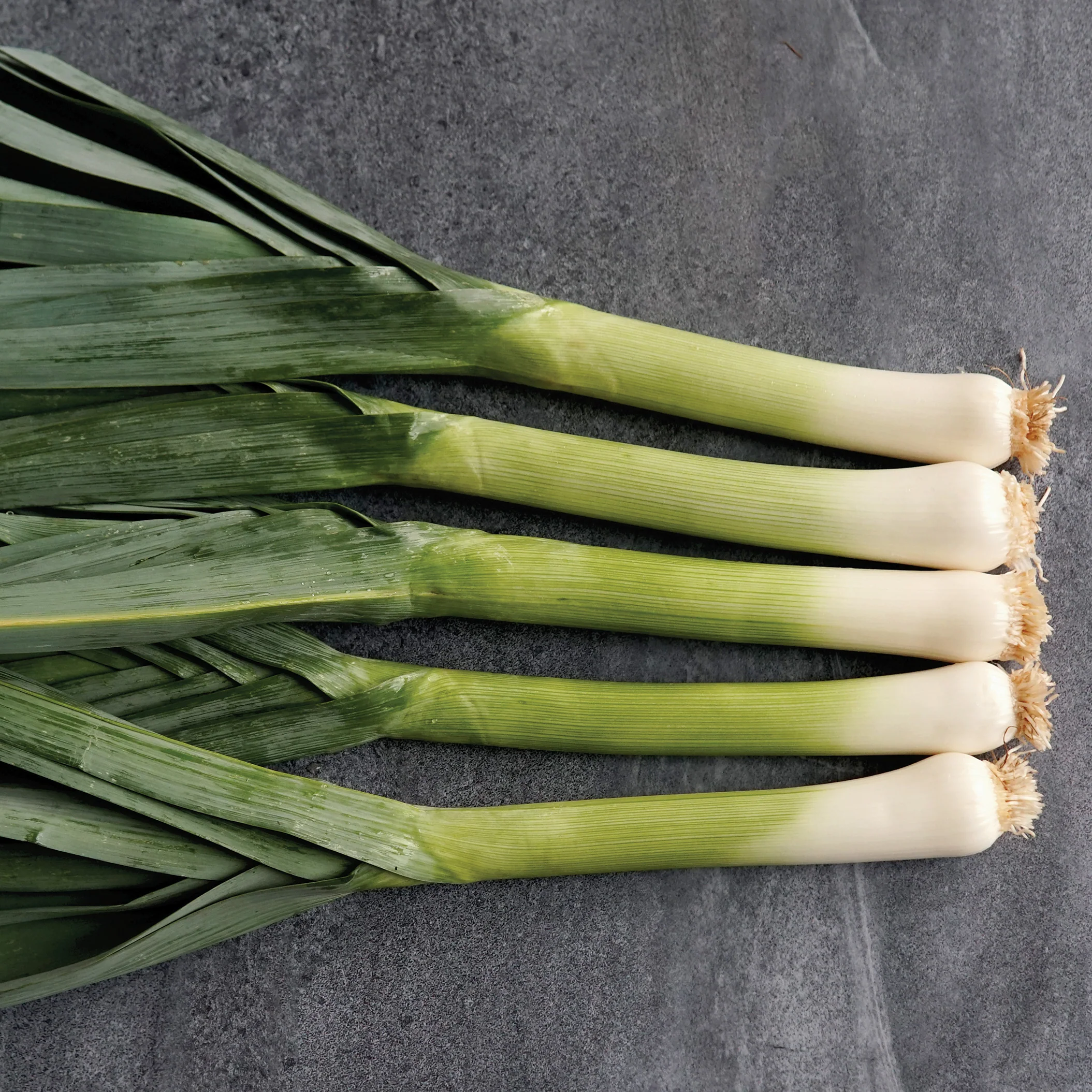 Comanche Leek