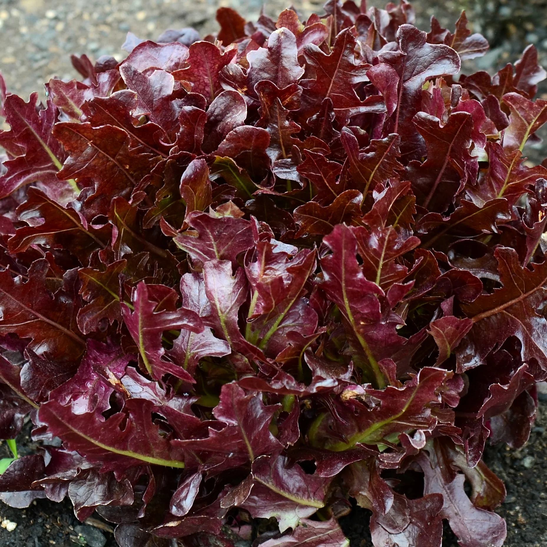 Buckley Lettuce