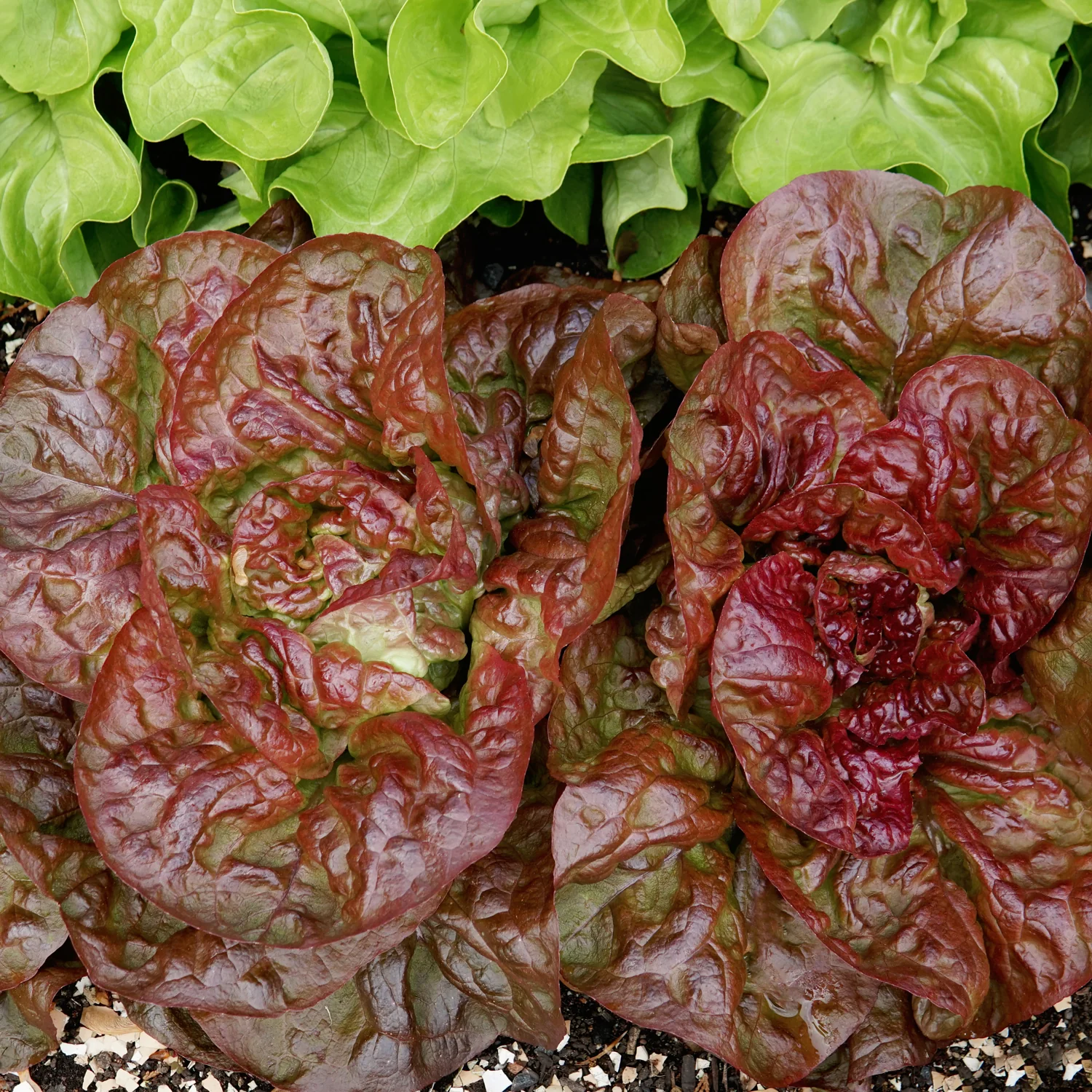 Continuity Lettuce - Image 2
