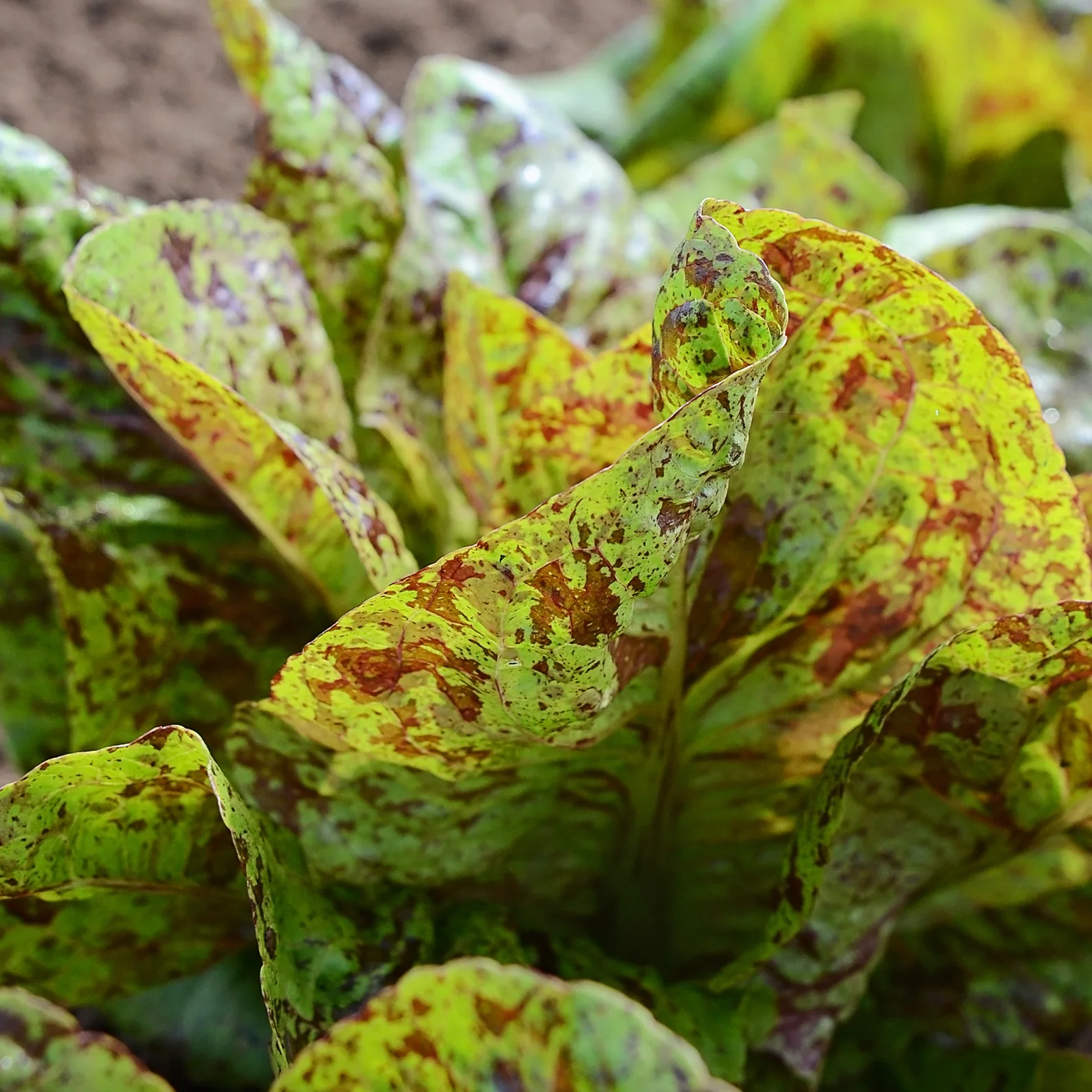 Flashy Trout's Back Lettuce - Image 2