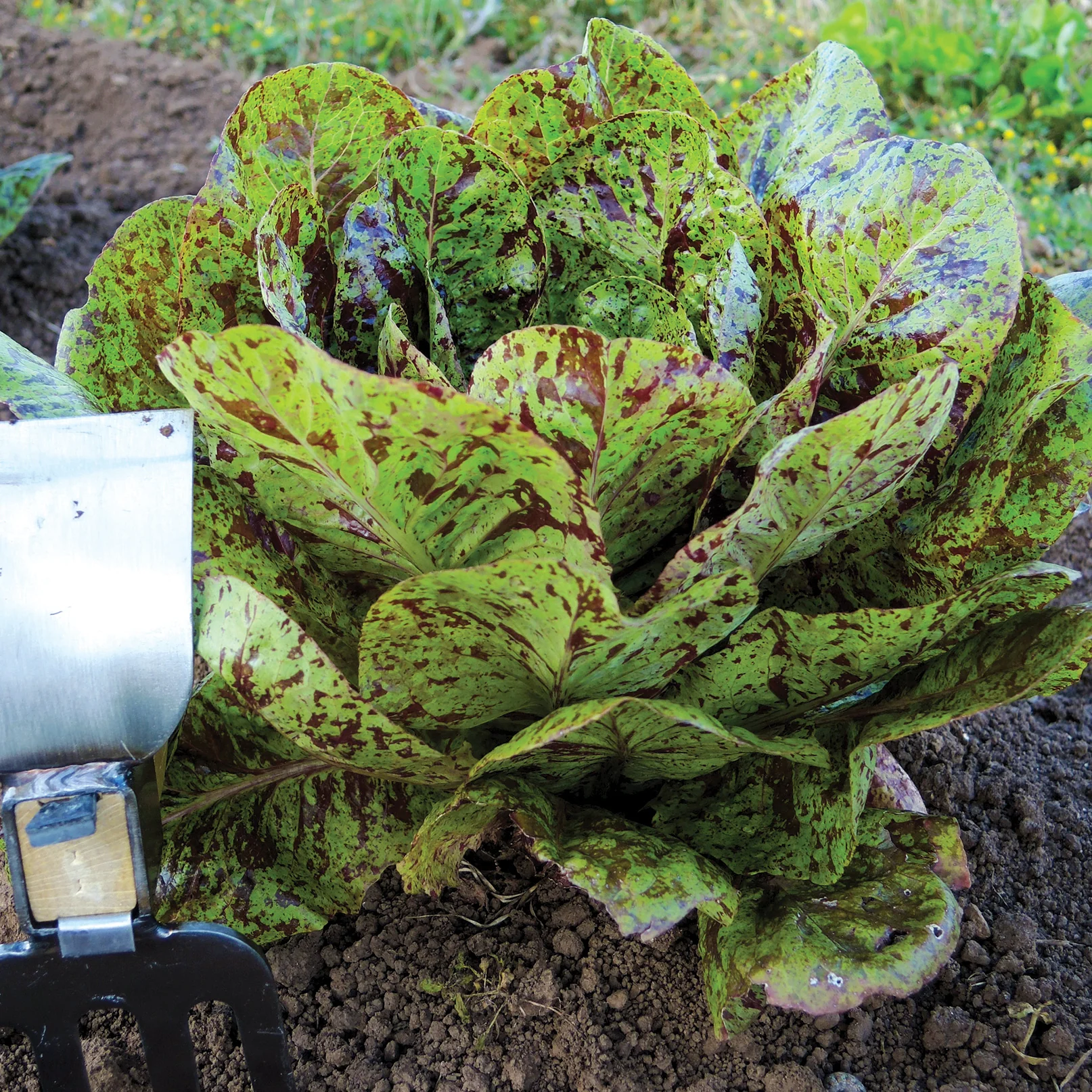 Flashy Trout's Back Lettuce - Image 3