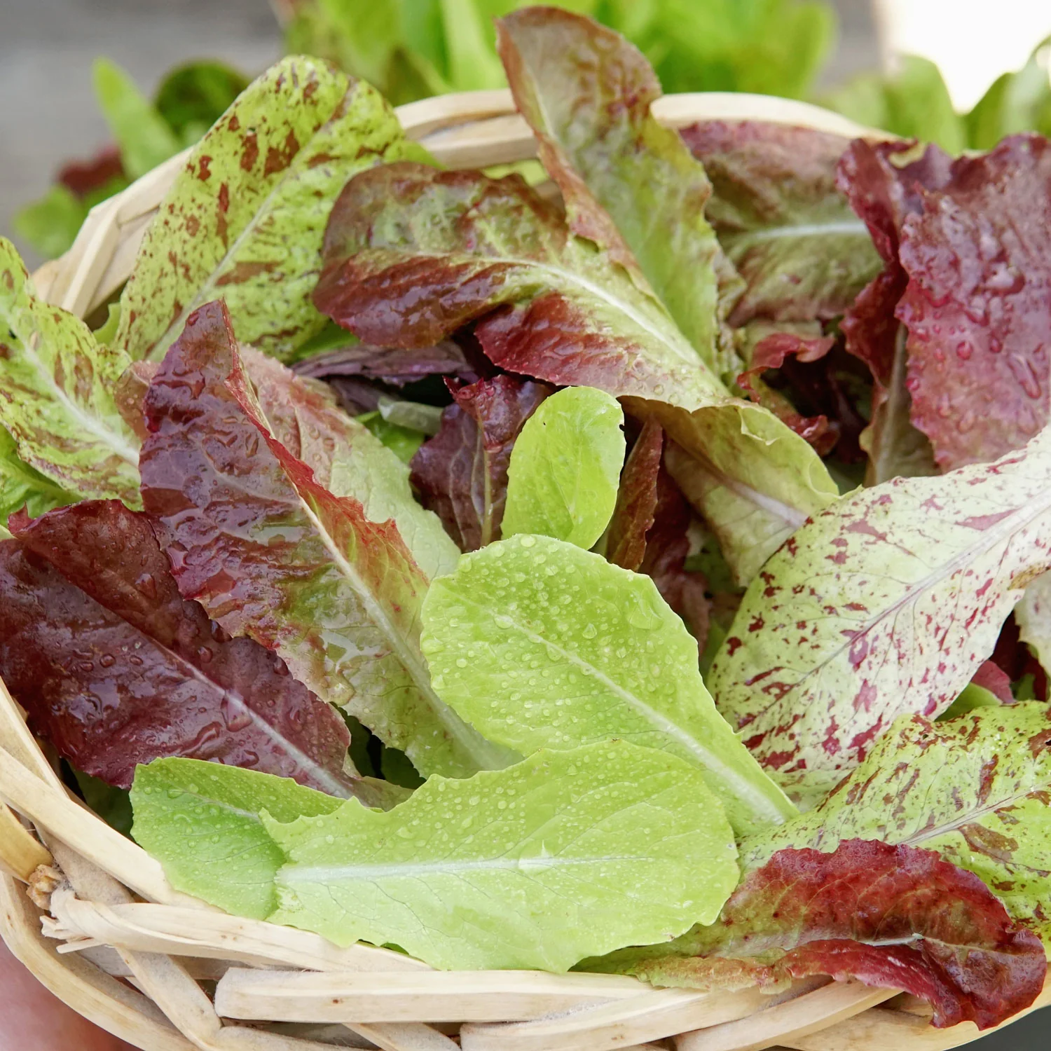 Heat Tolerant Lettuce Mix - Image 3