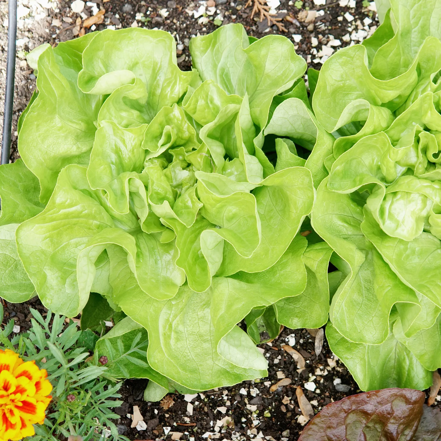 Milagro Lettuce - Image 2