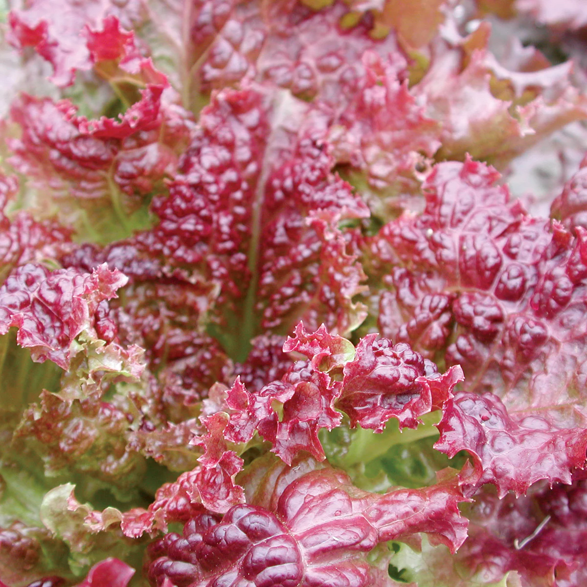 New Red Fire Lettuce - Image 2