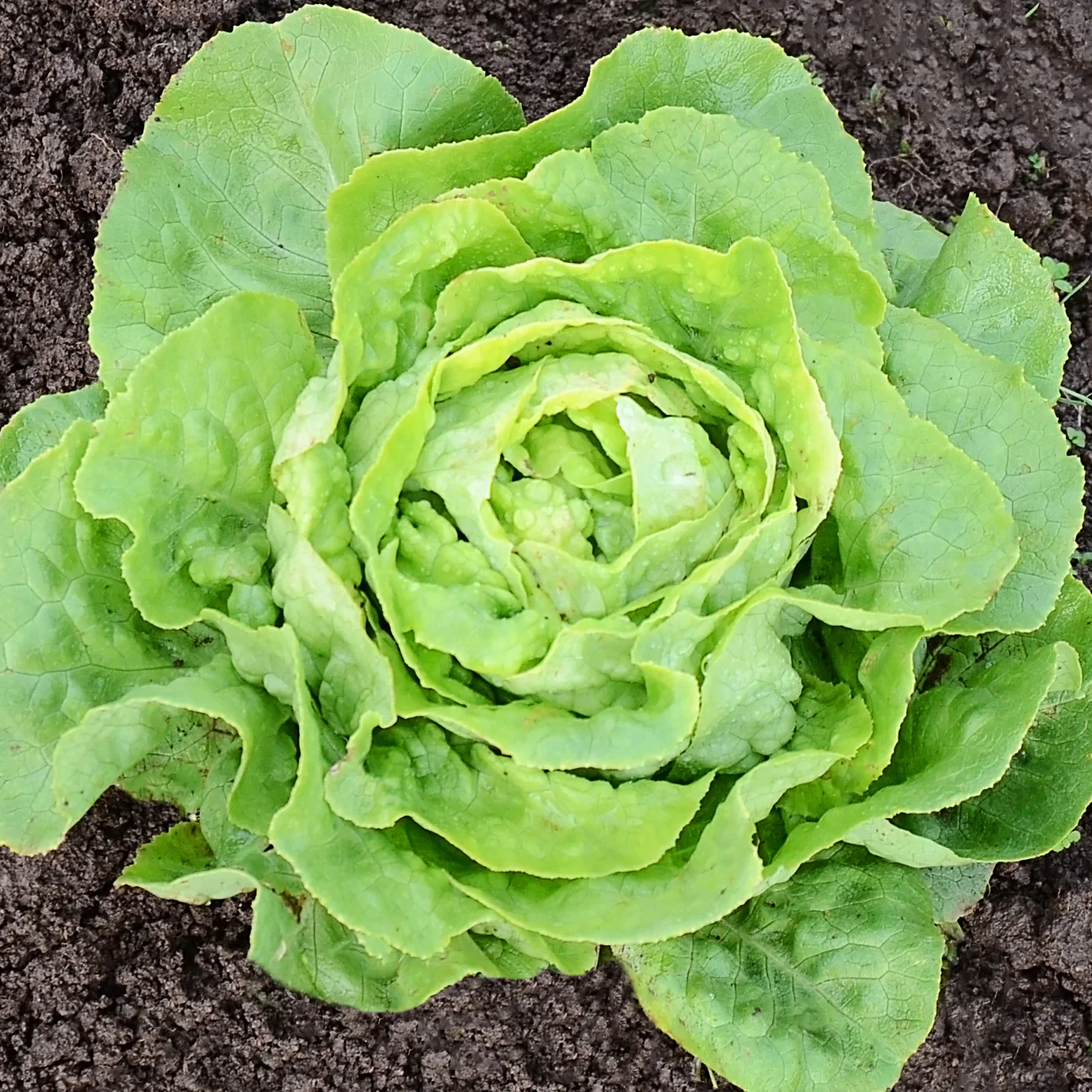 Optima Lettuce - Image 2