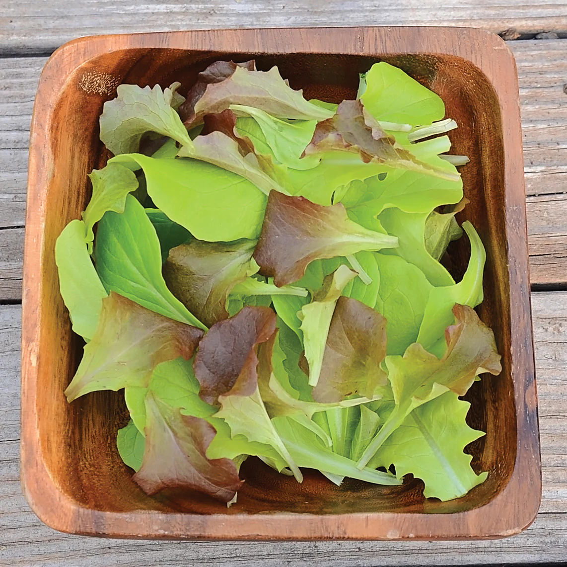 Pot & Patio Blend Lettuce - Image 3